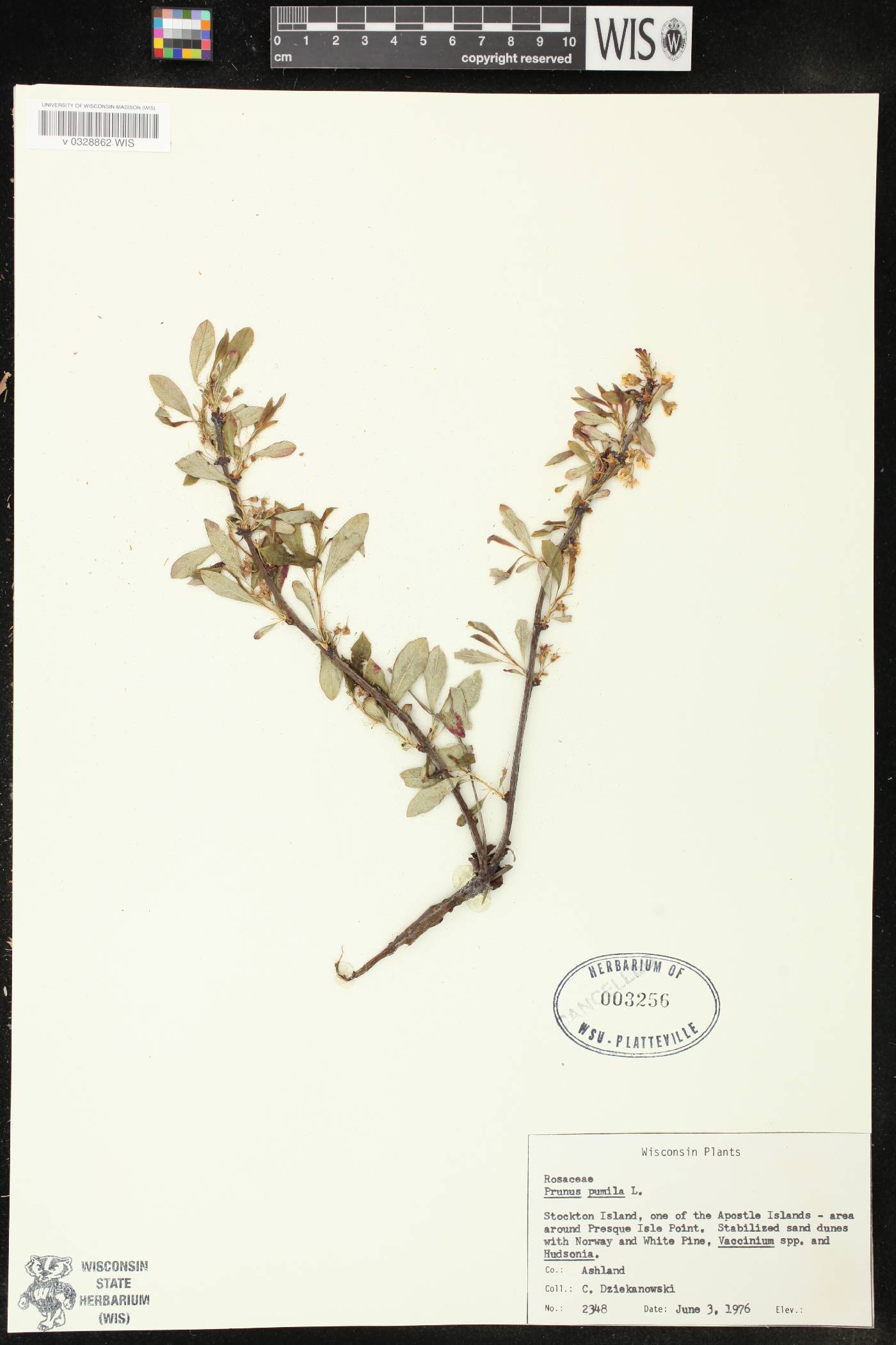 Prunus pumila image