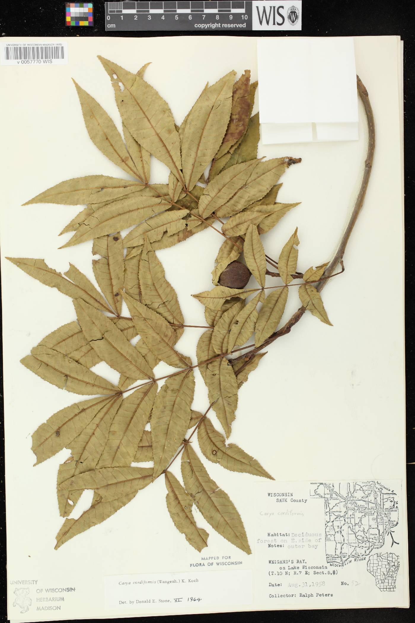 Carya cordiformis image