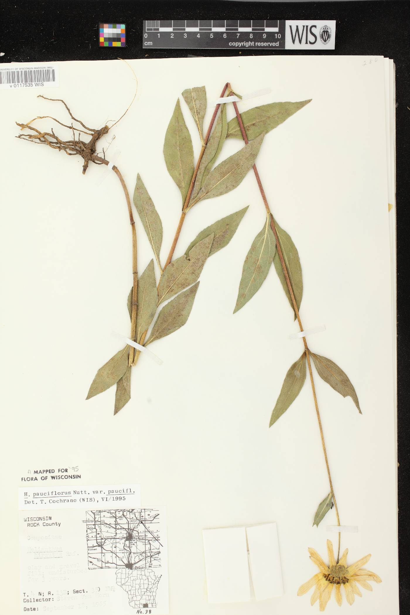 Helianthus pauciflorus subsp. pauciflorus image