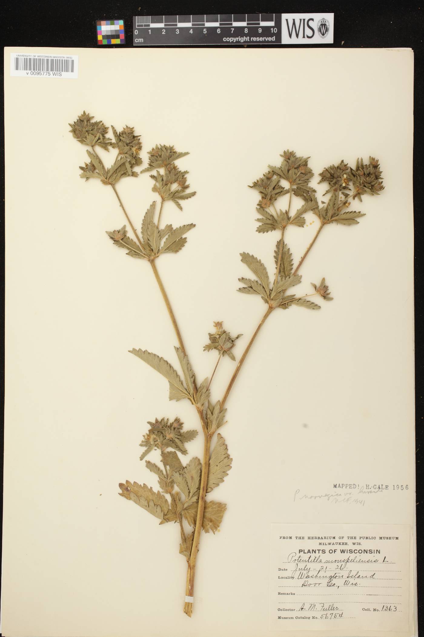 Potentilla norvegica image