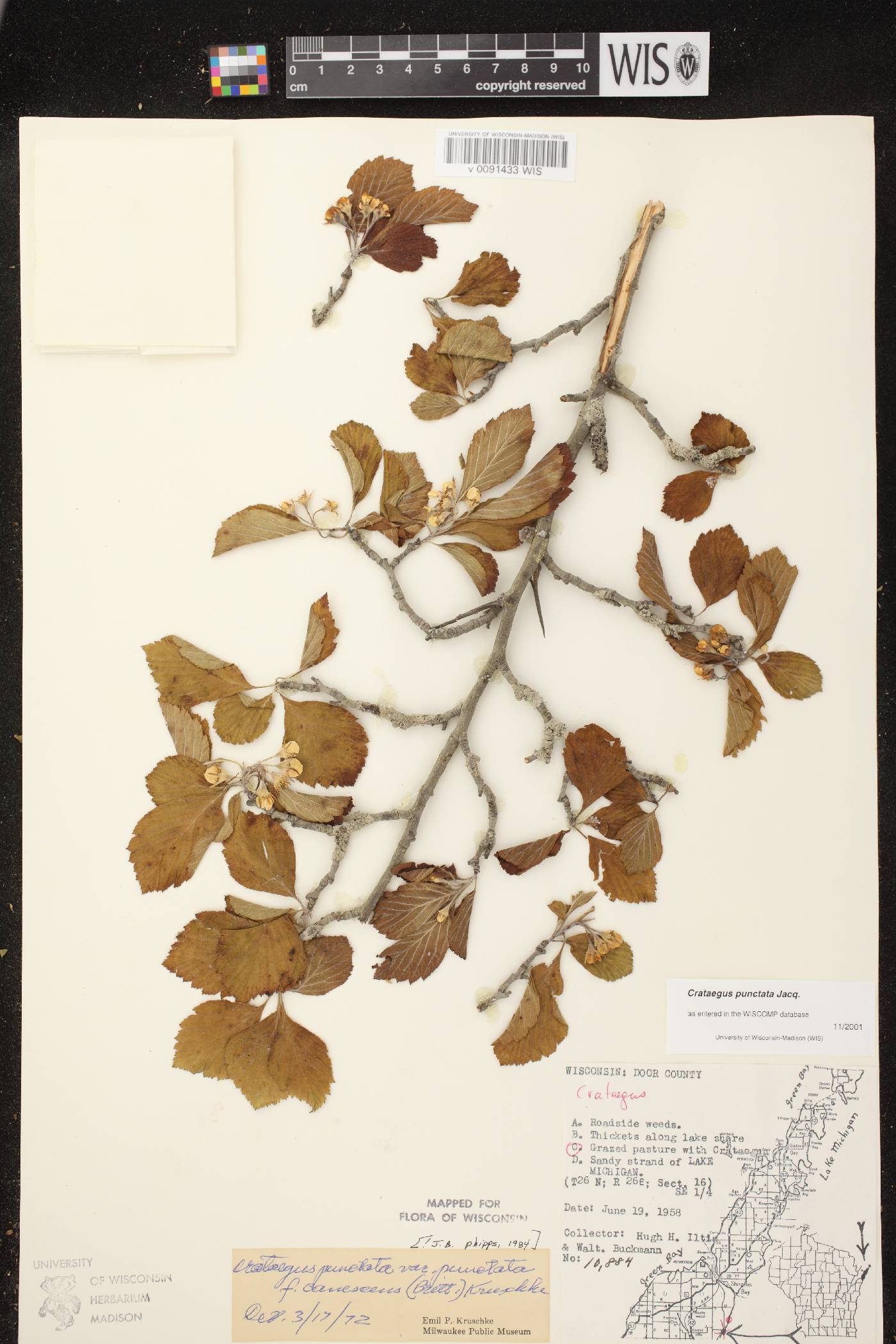 Crataegus punctata image
