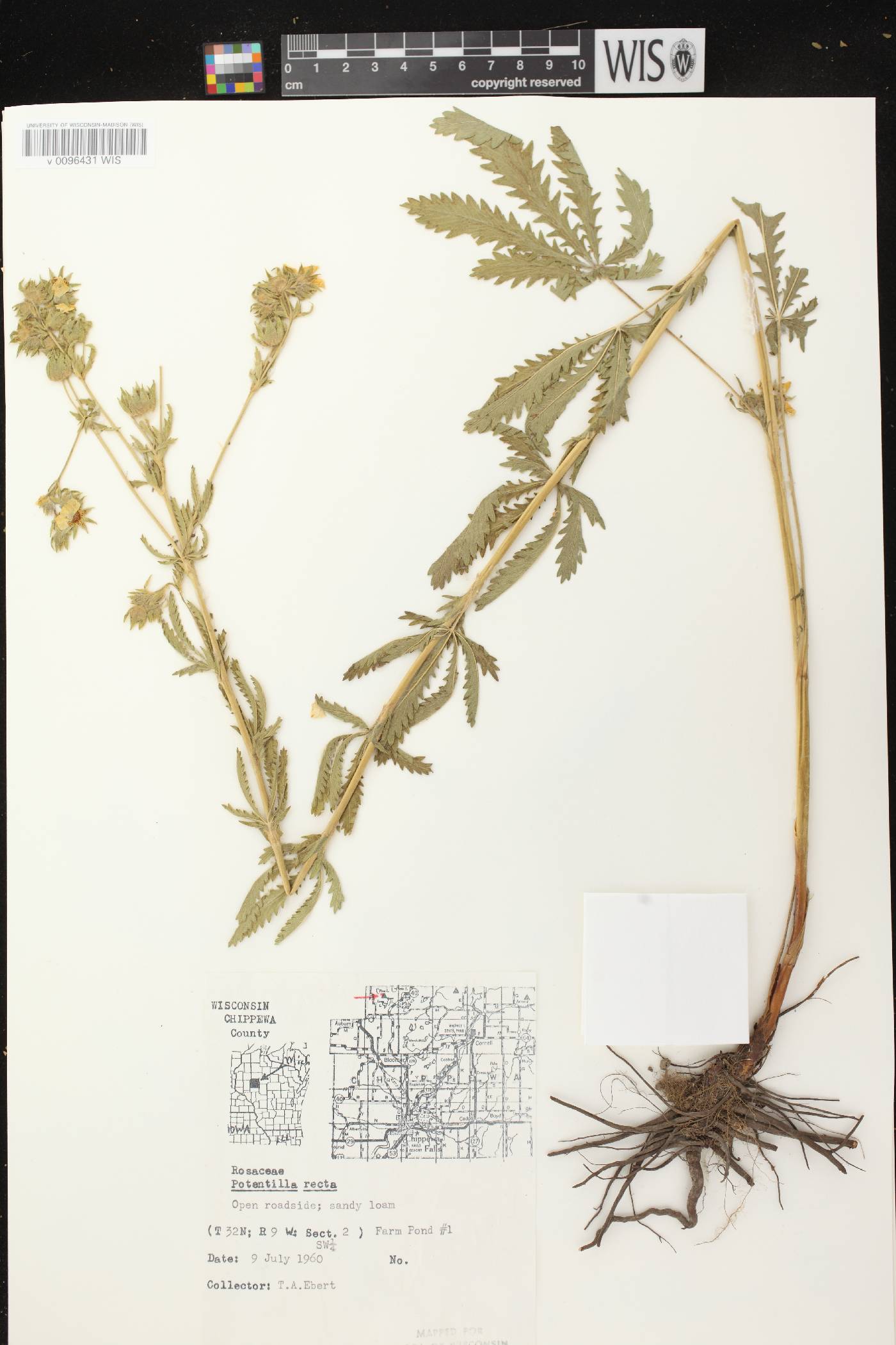Potentilla recta image