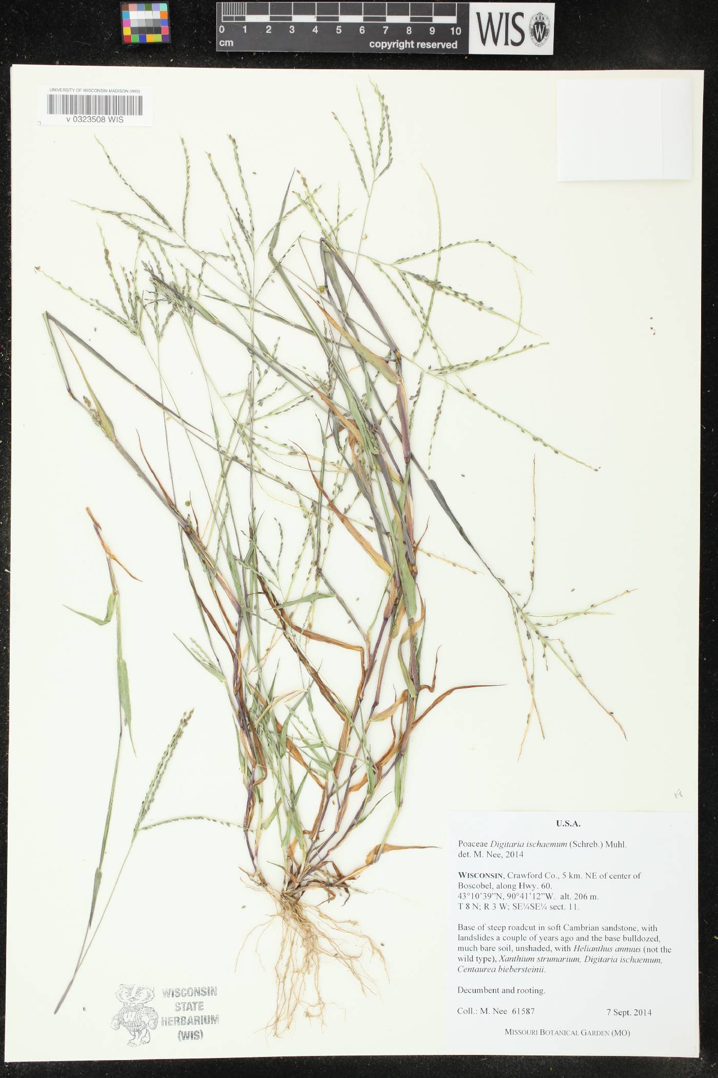 Digitaria ischaemum image