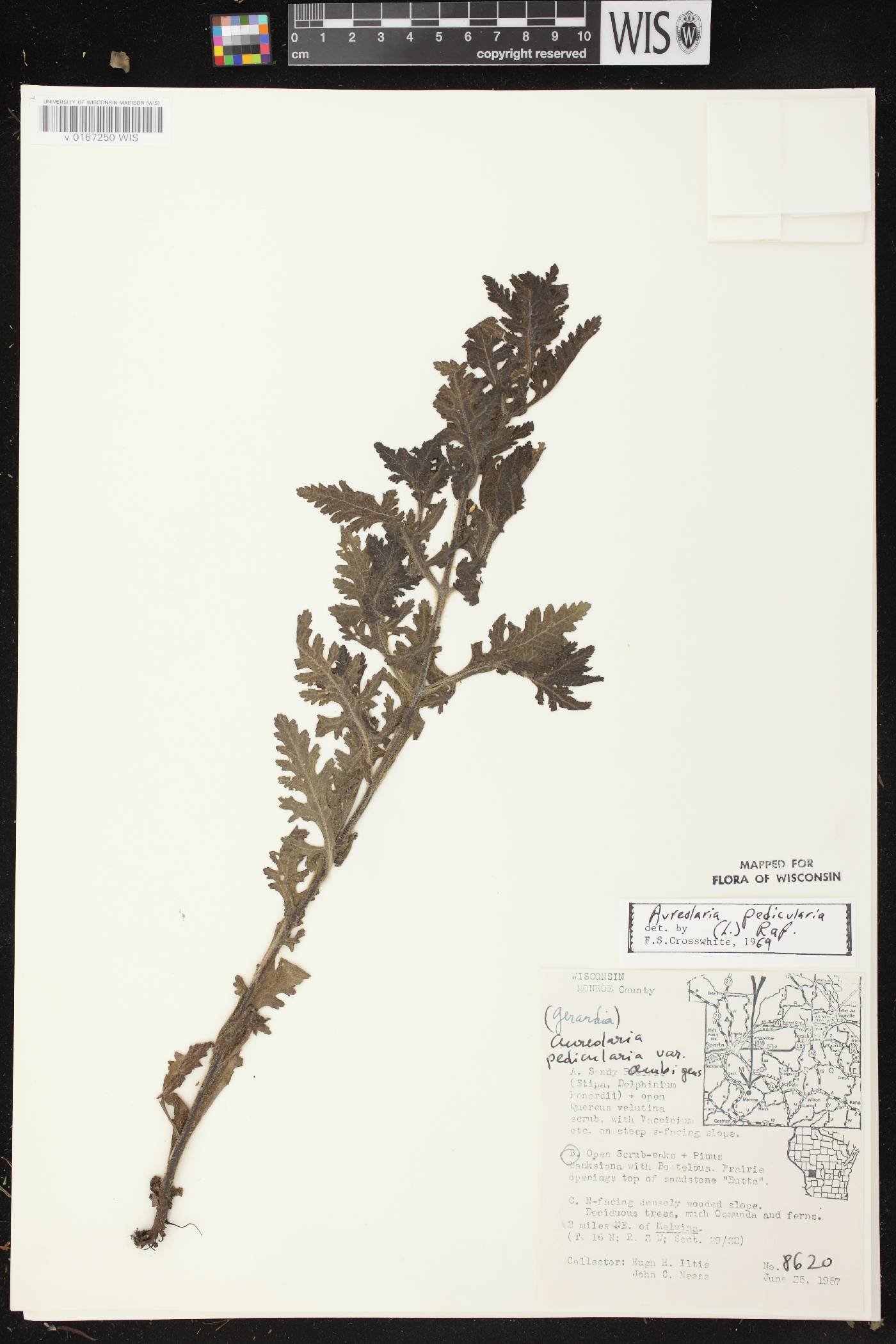 Aureolaria pedicularia image