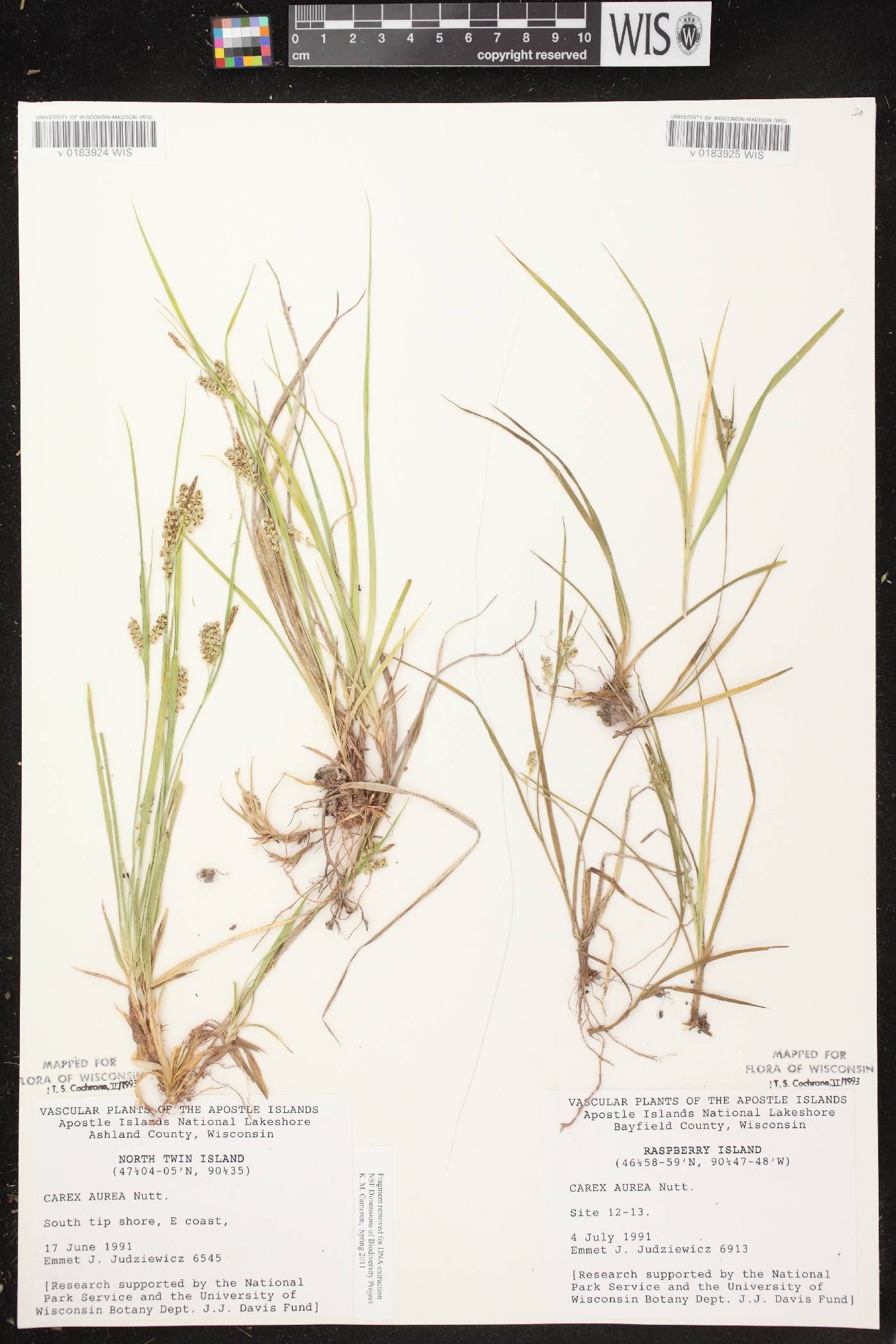 Carex aurea image