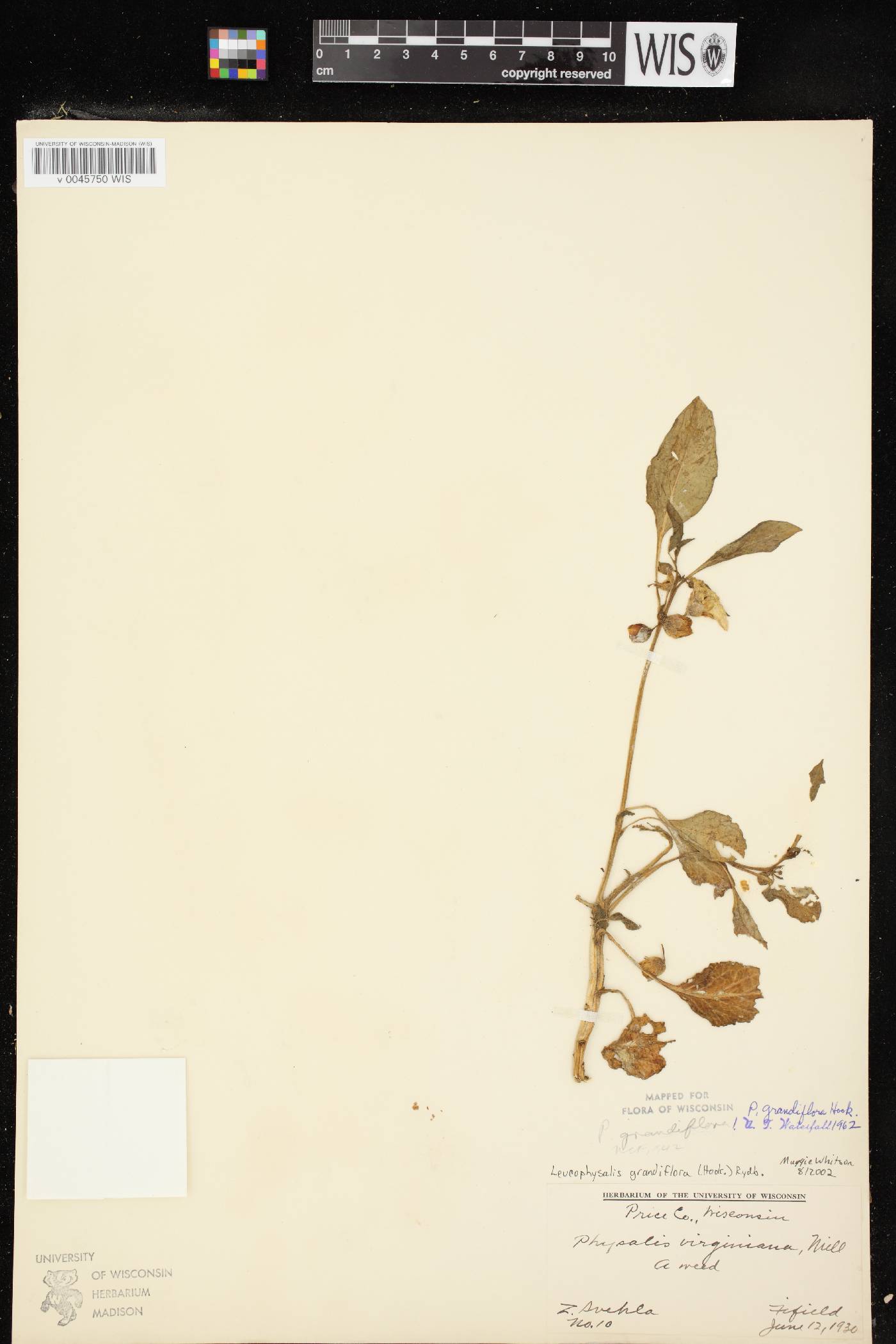 Leucophysalis grandiflora image