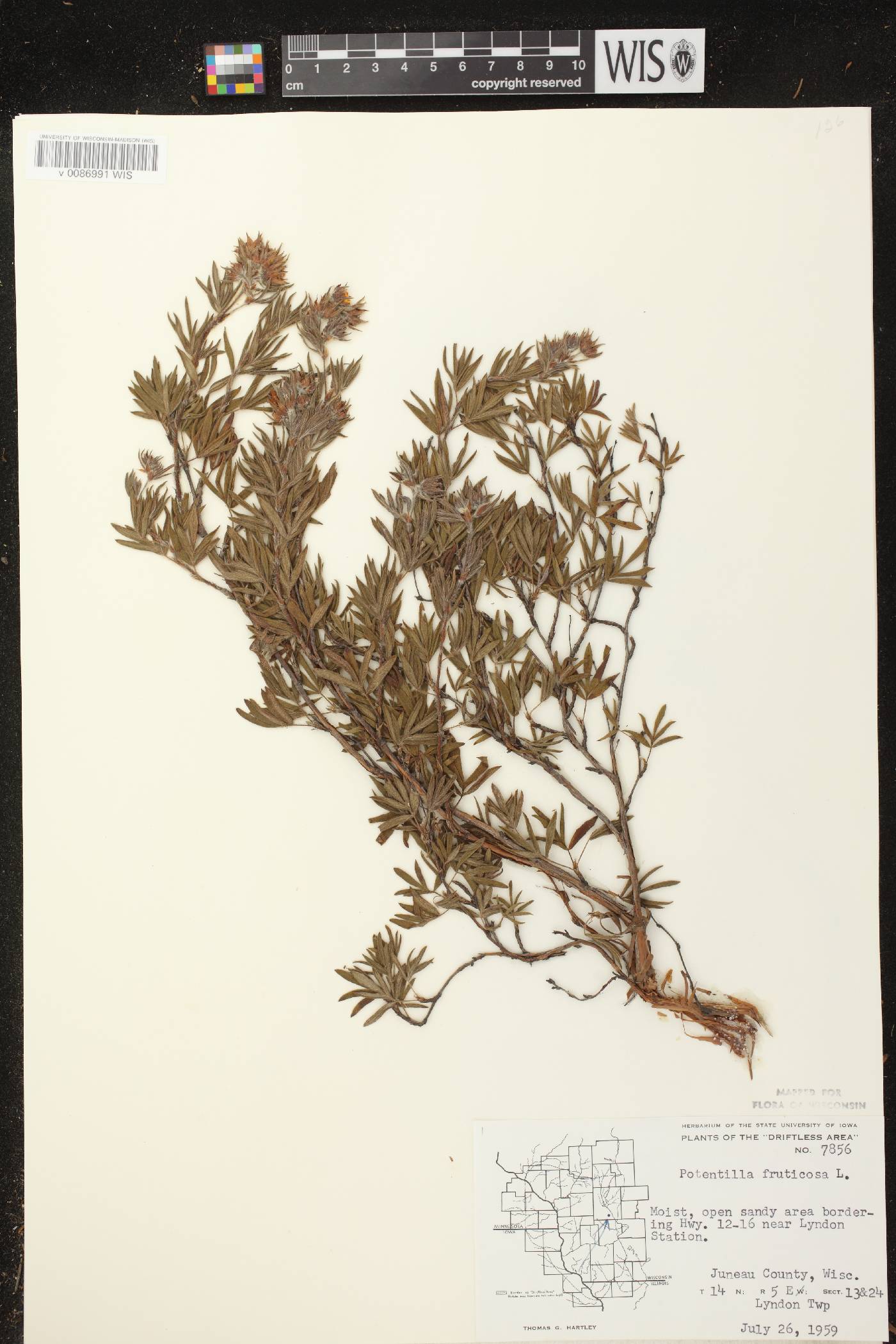 Dasiphora fruticosa image