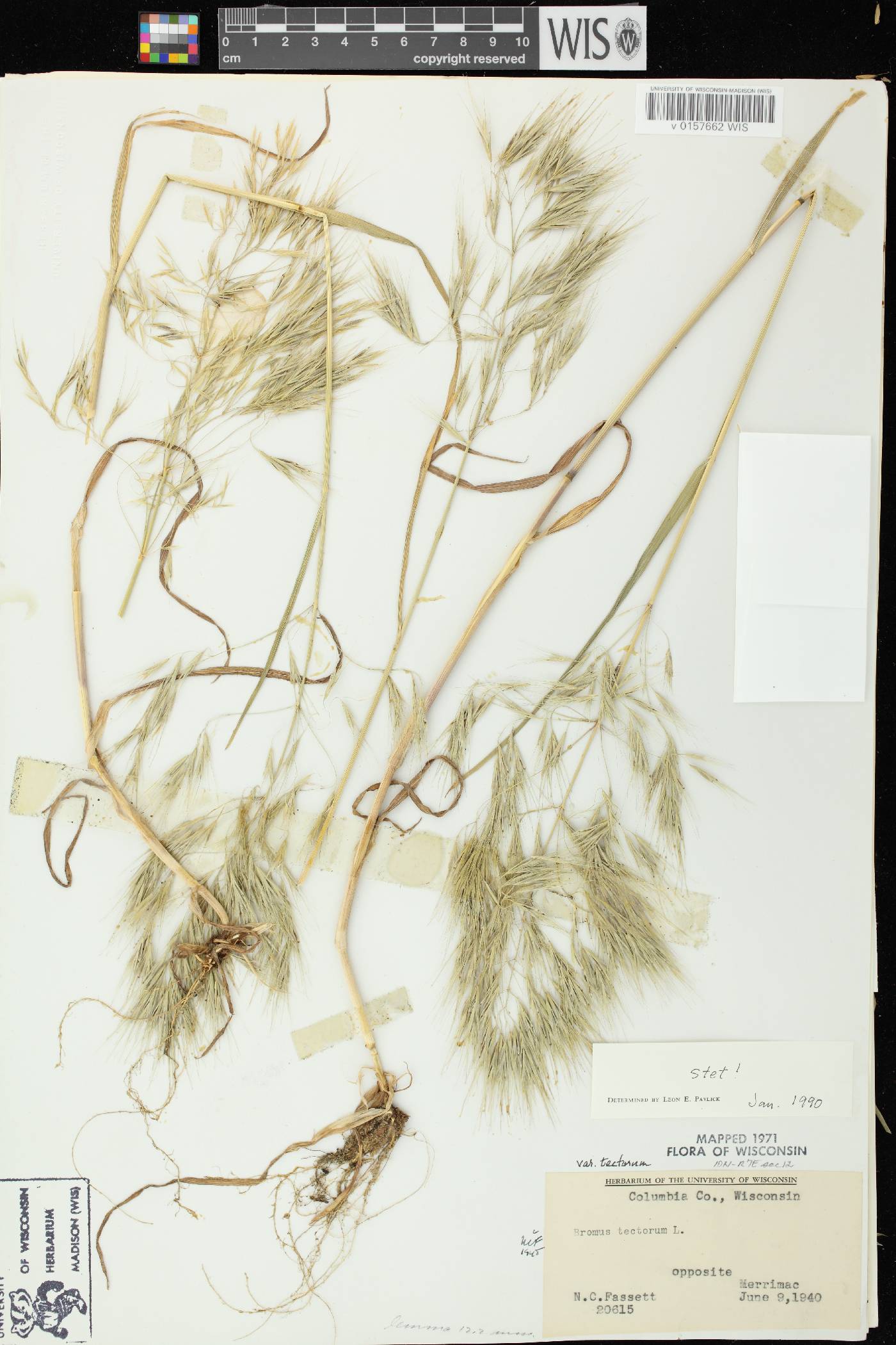 Bromus tectorum image