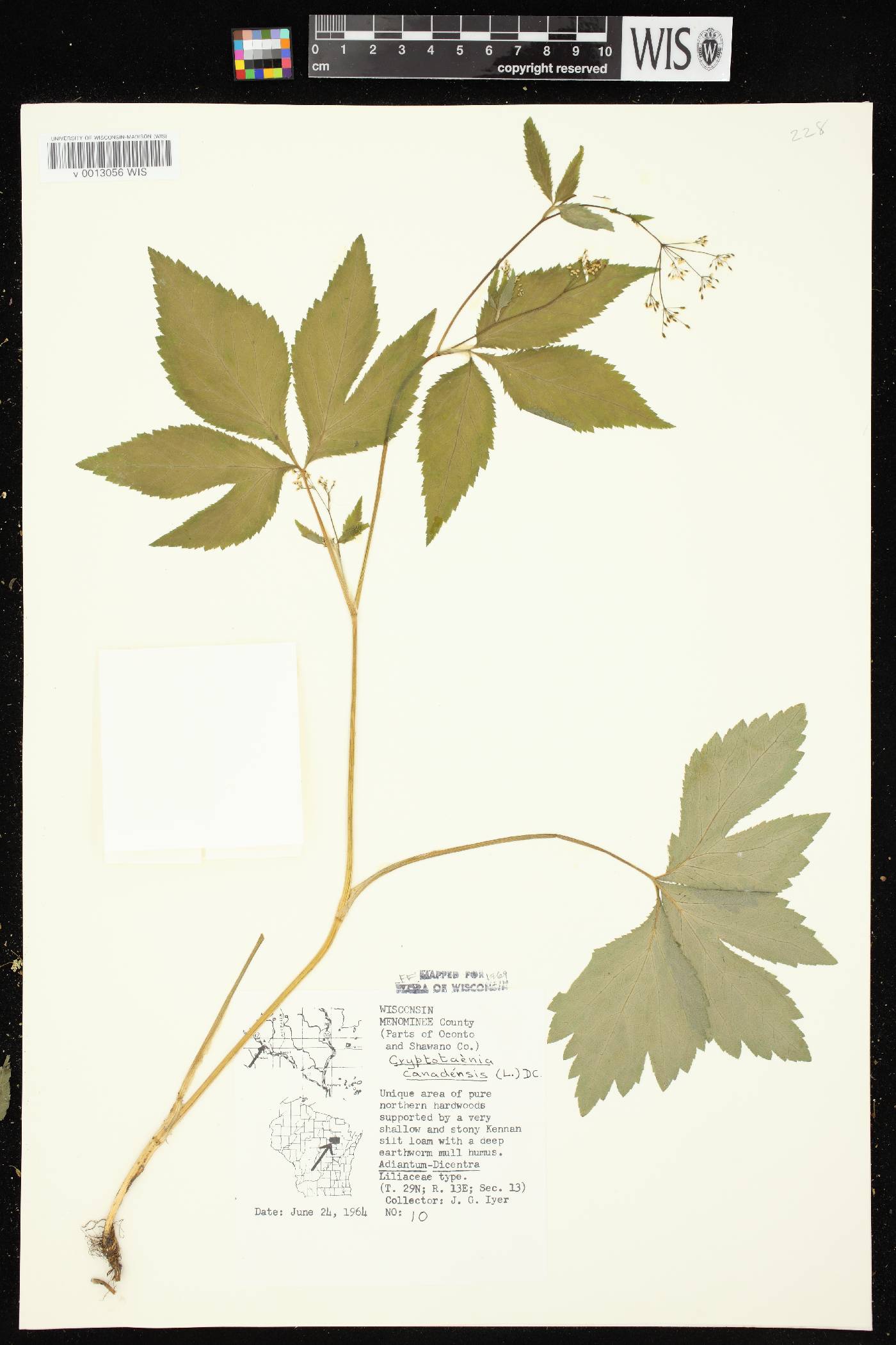 Cryptotaenia canadensis image
