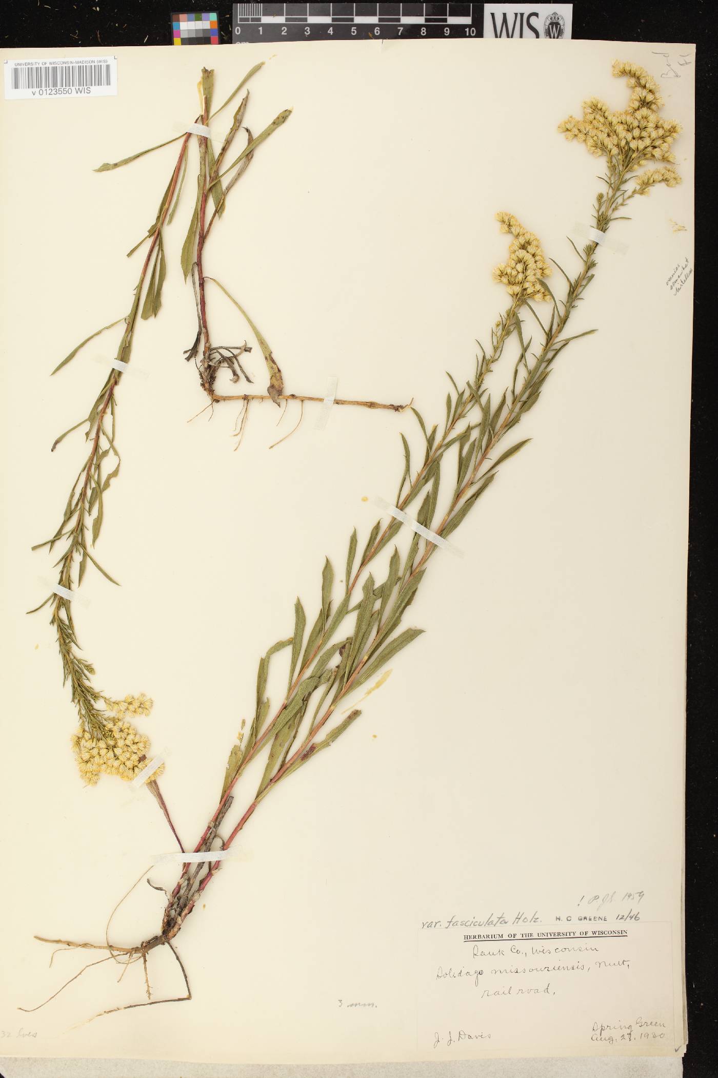 Solidago missouriensis image