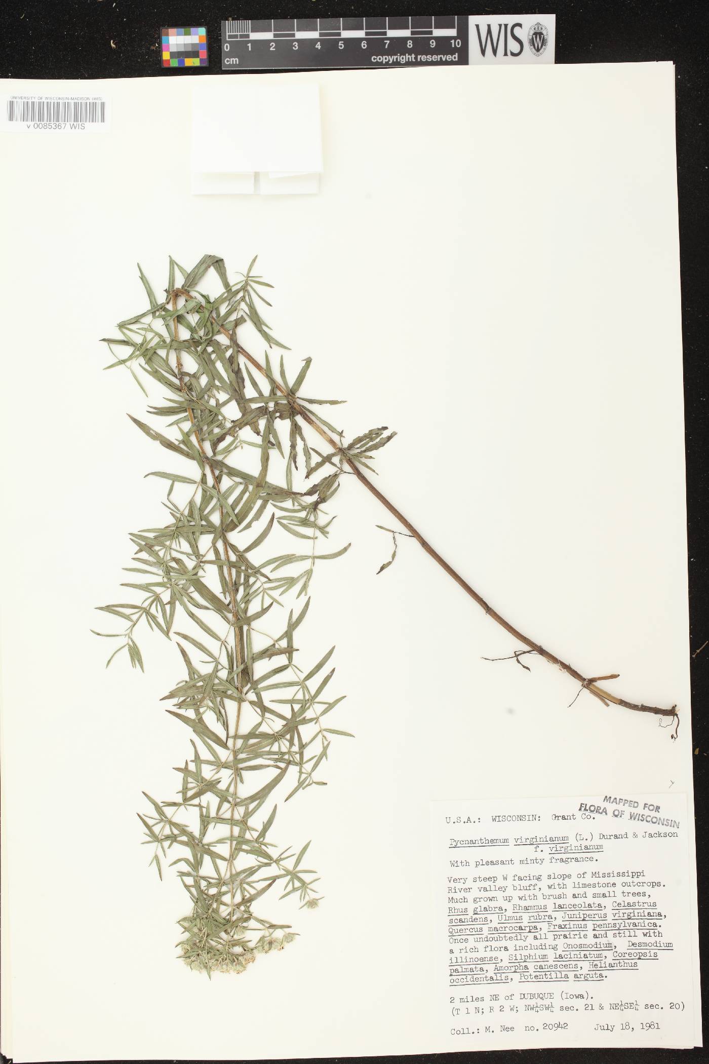 Pycnanthemum virginianum image