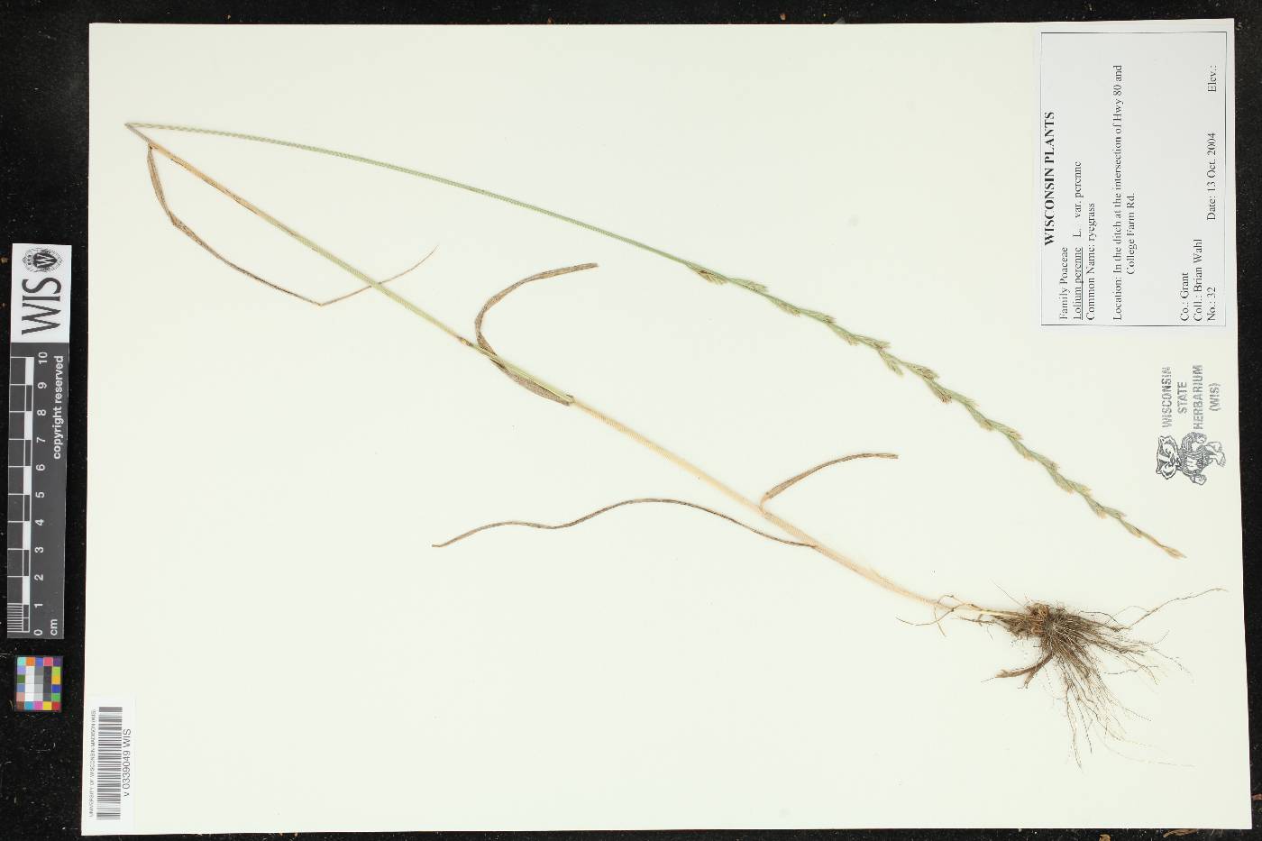 Lolium perenne subsp. perenne image