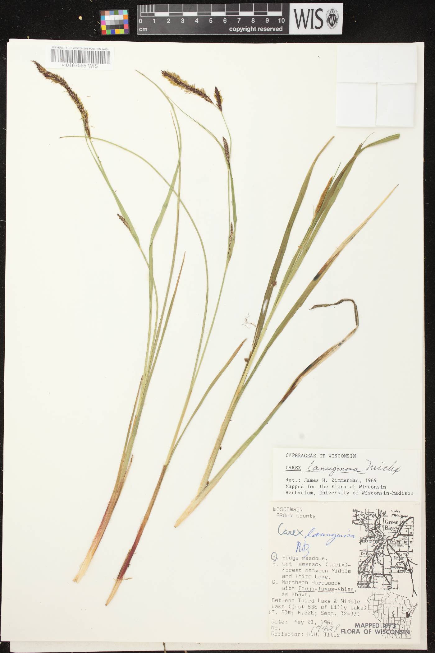 Carex pellita image