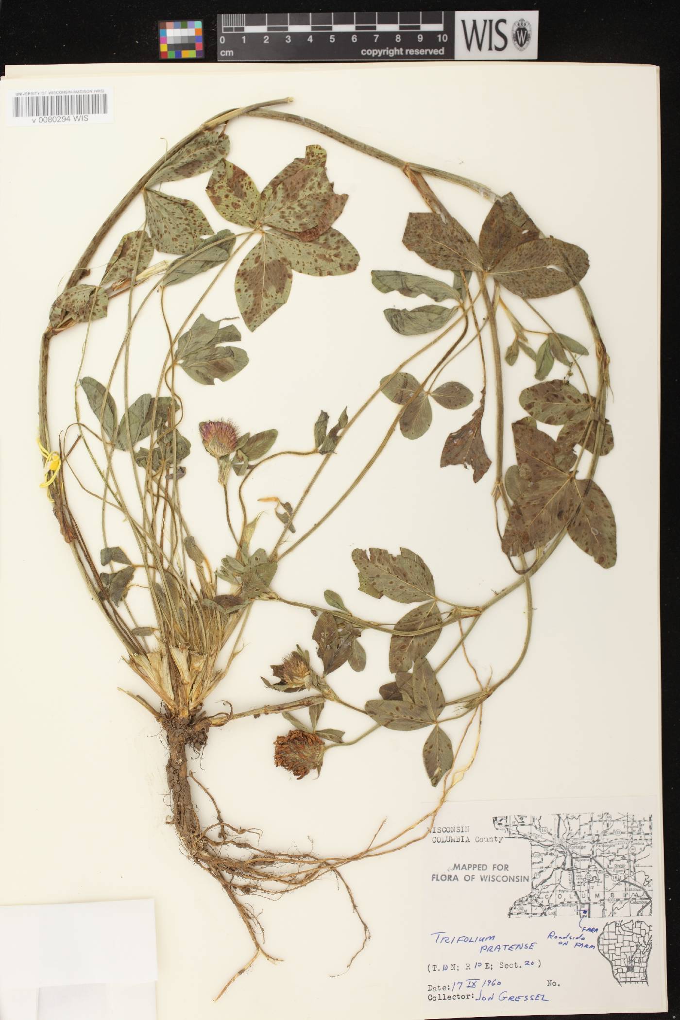 Trifolium pratense image