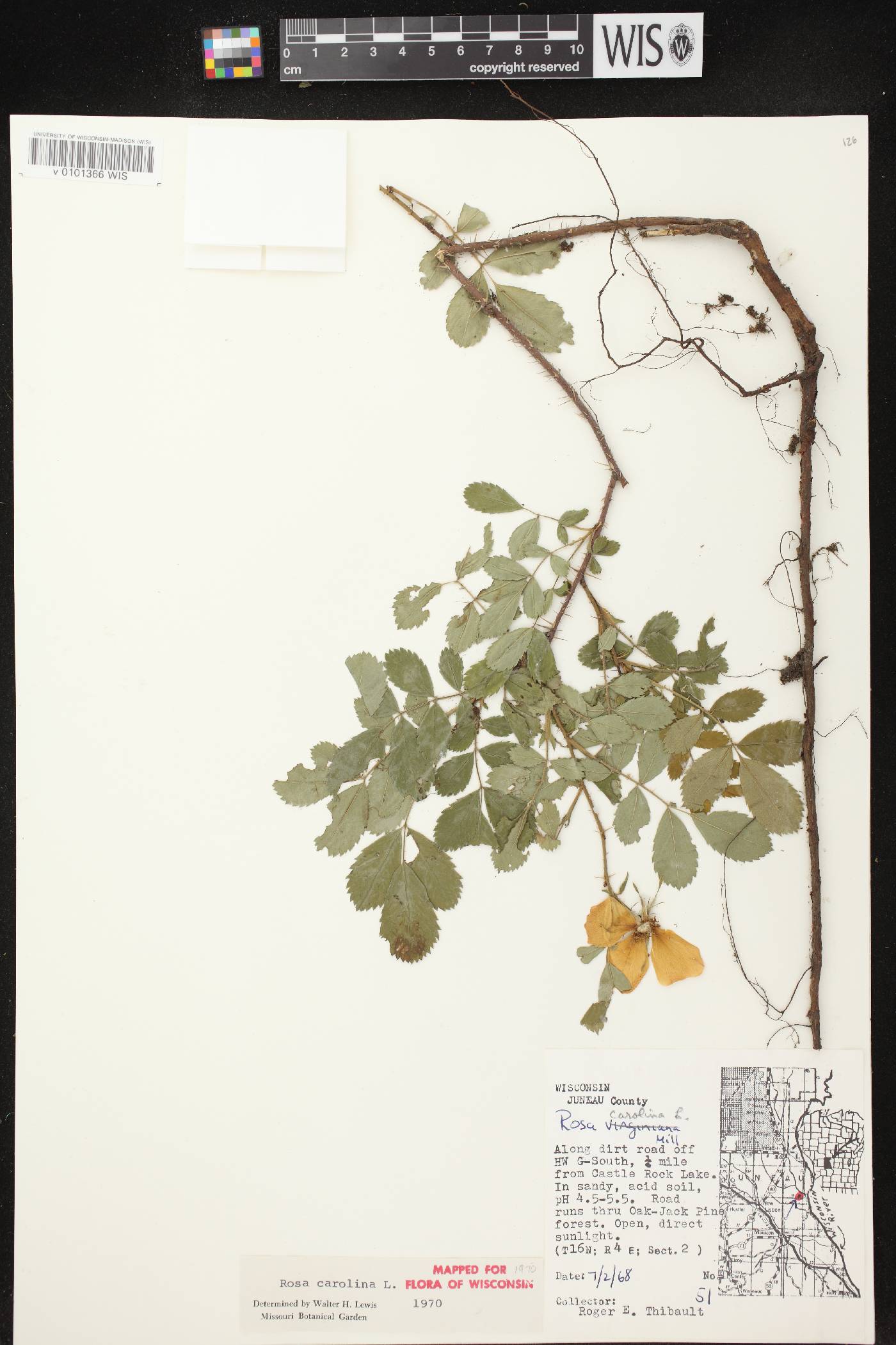 Rosa carolina image