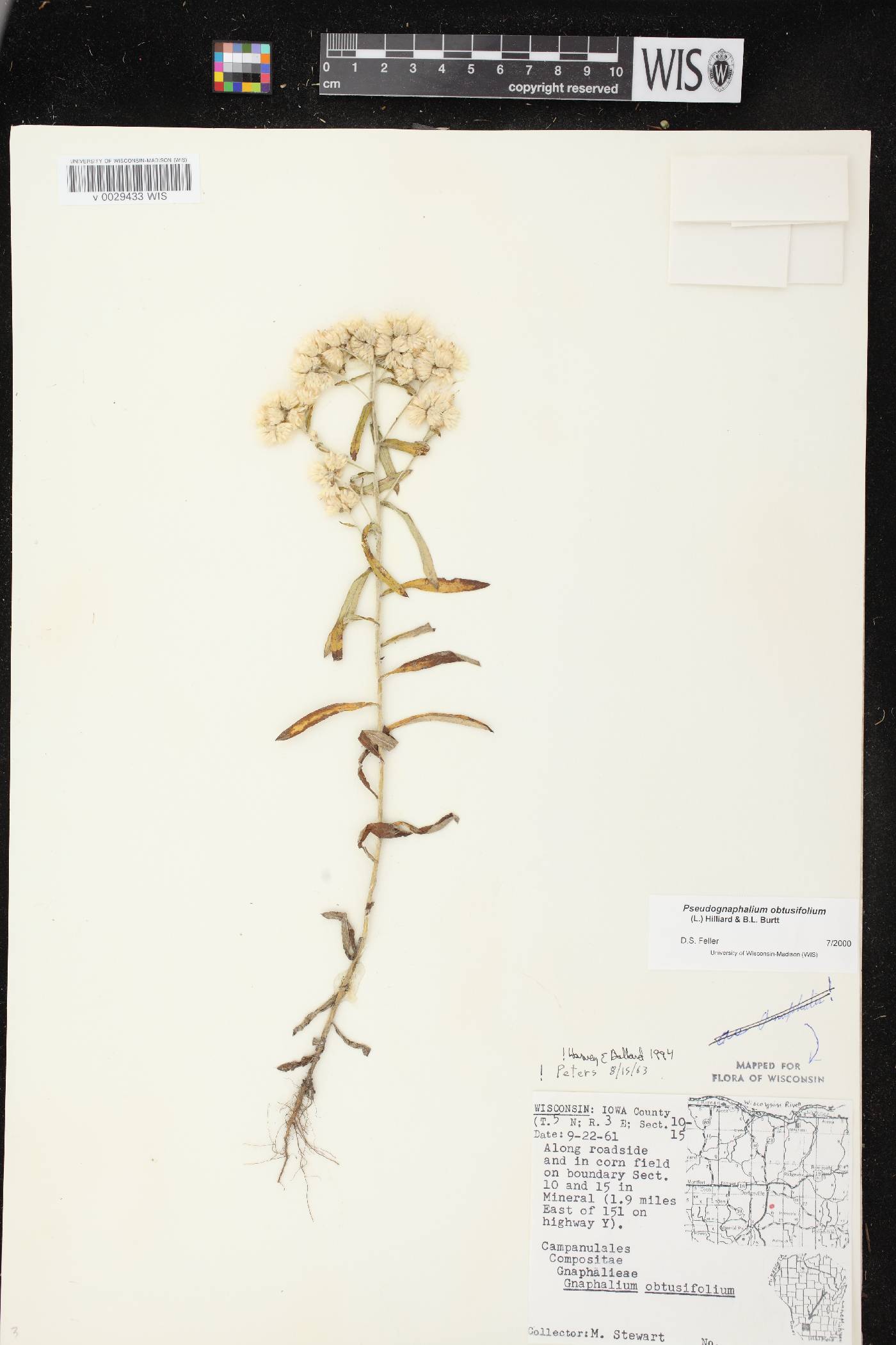Pseudognaphalium obtusifolium image