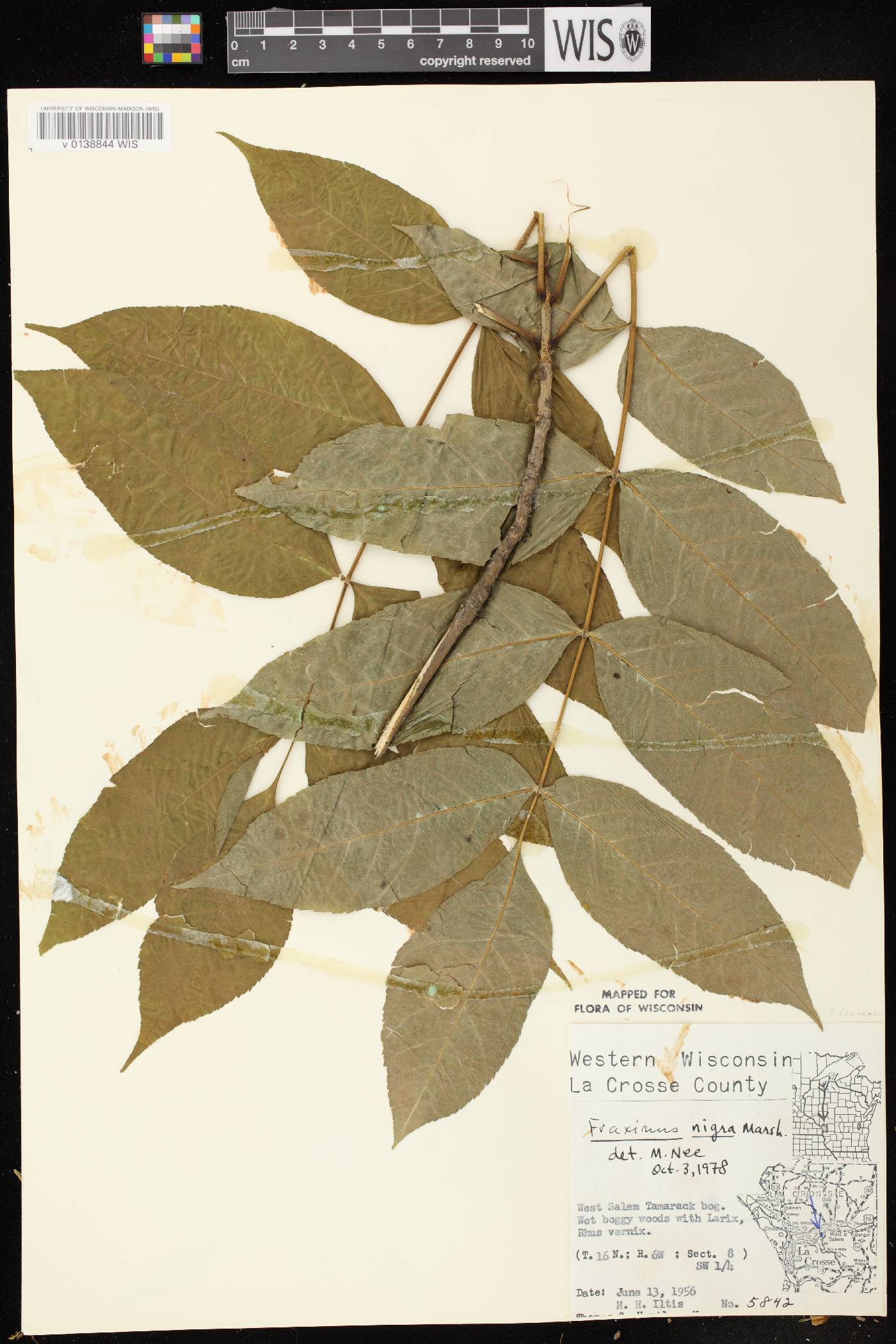 Fraxinus nigra image
