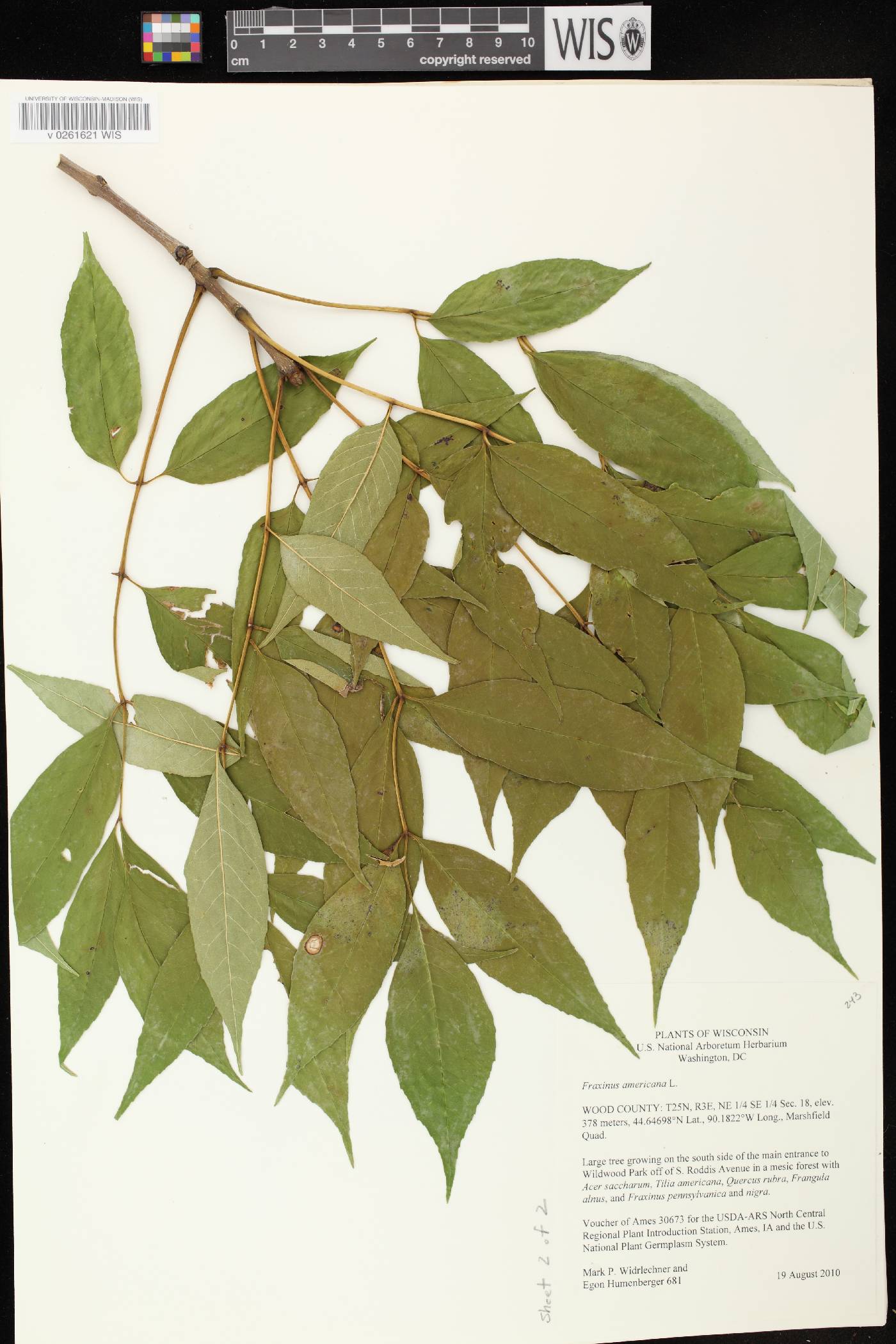 Fraxinus americana image