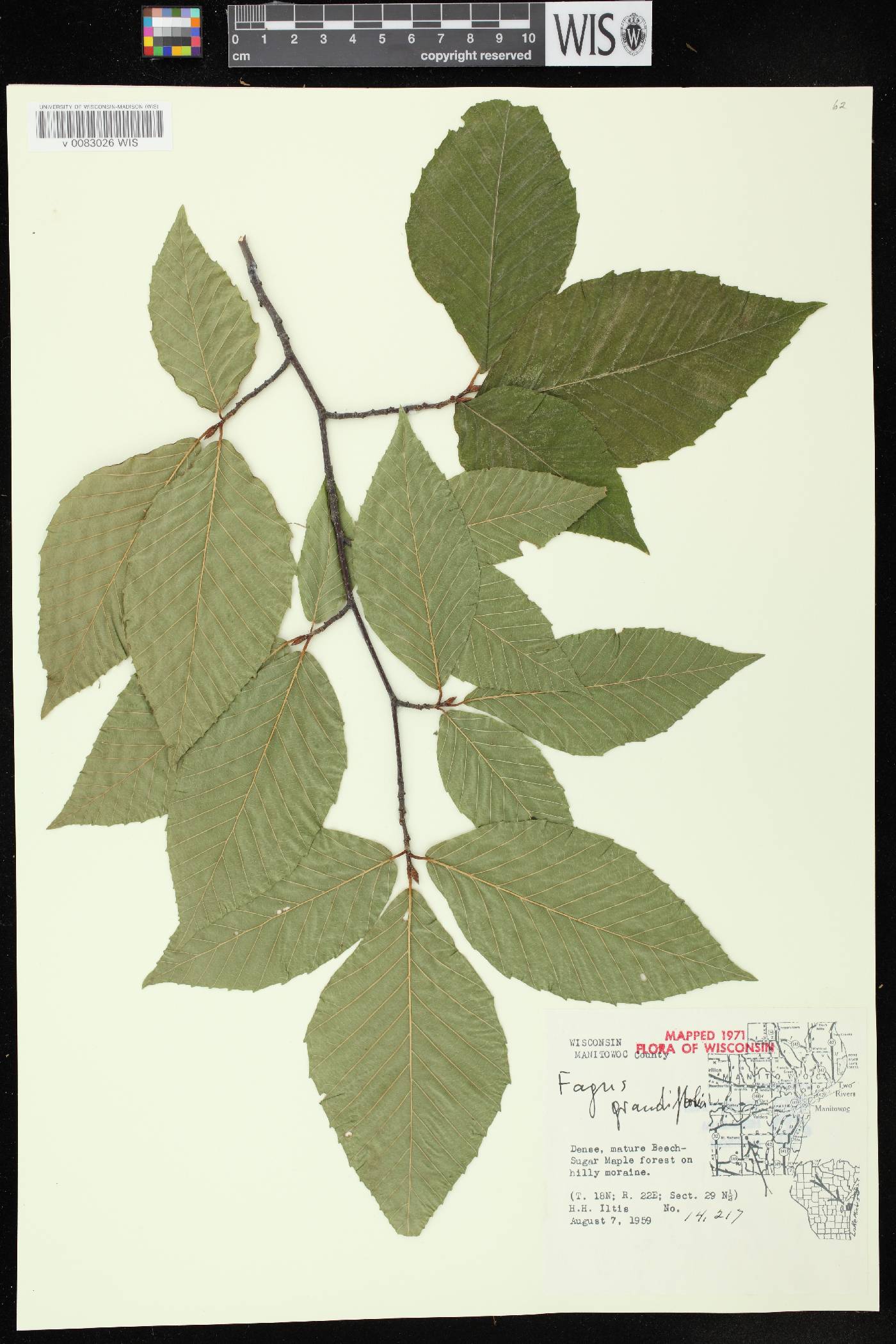 Fagus grandifolia image