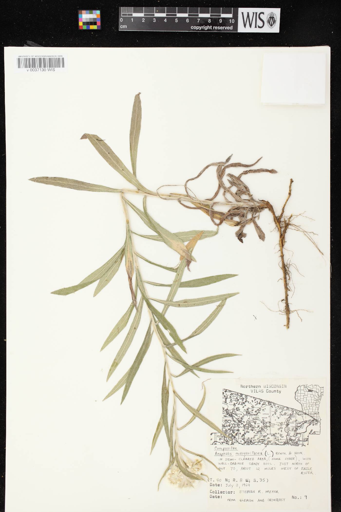 Anaphalis margaritacea image