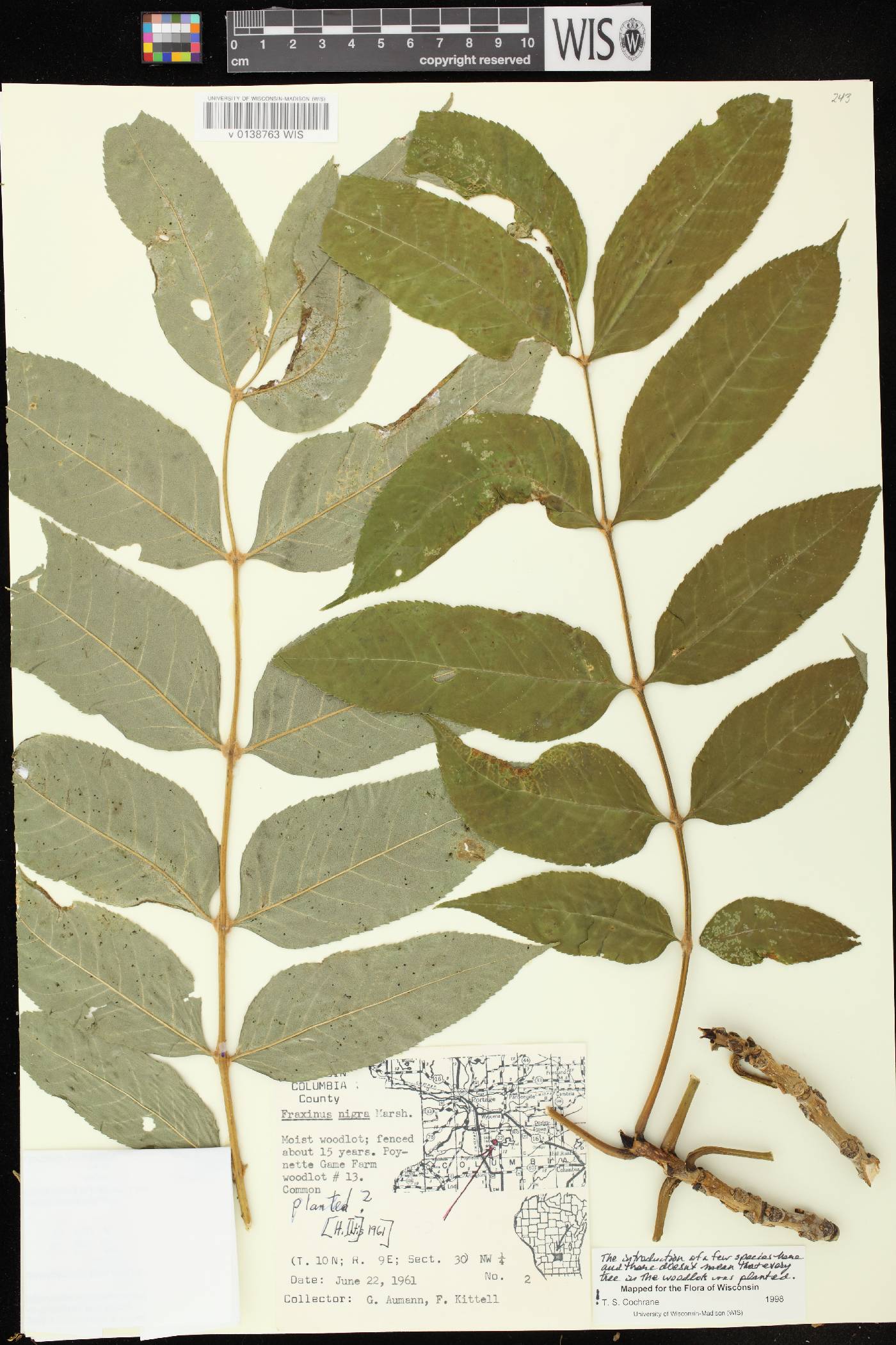 Fraxinus nigra image