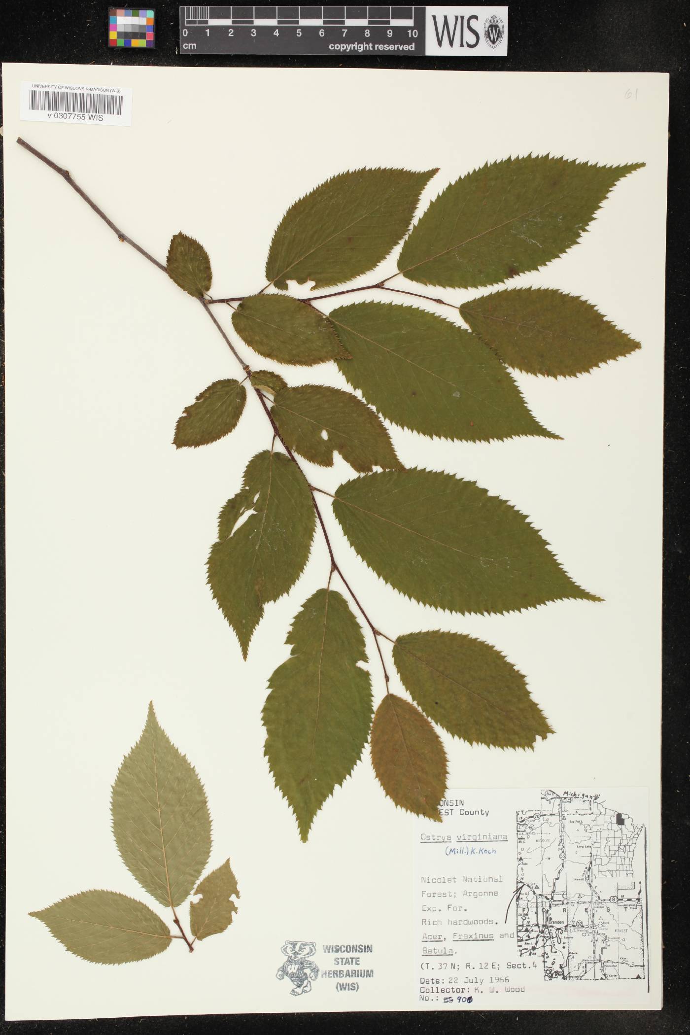 Ostrya virginiana image