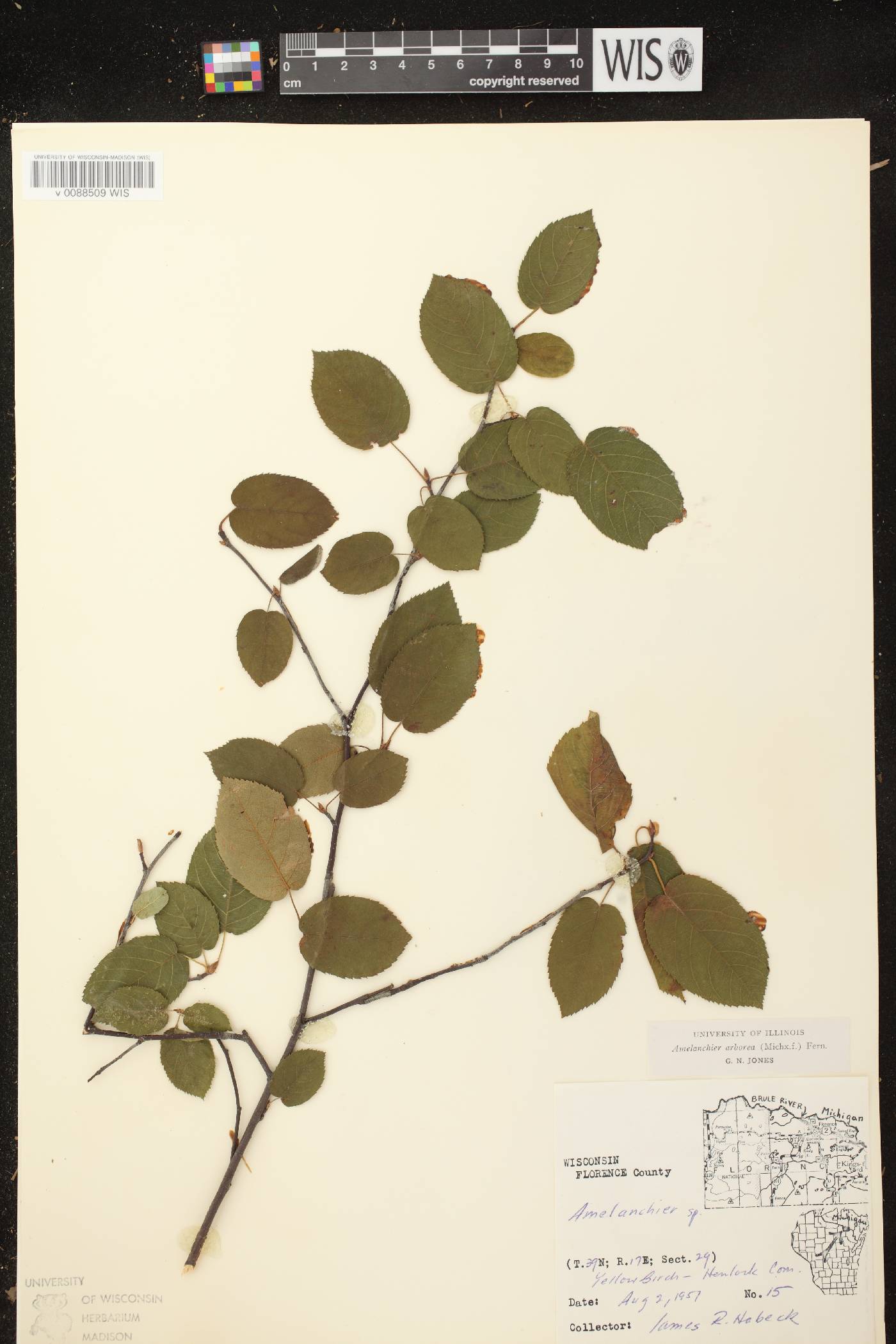 Amelanchier arborea image