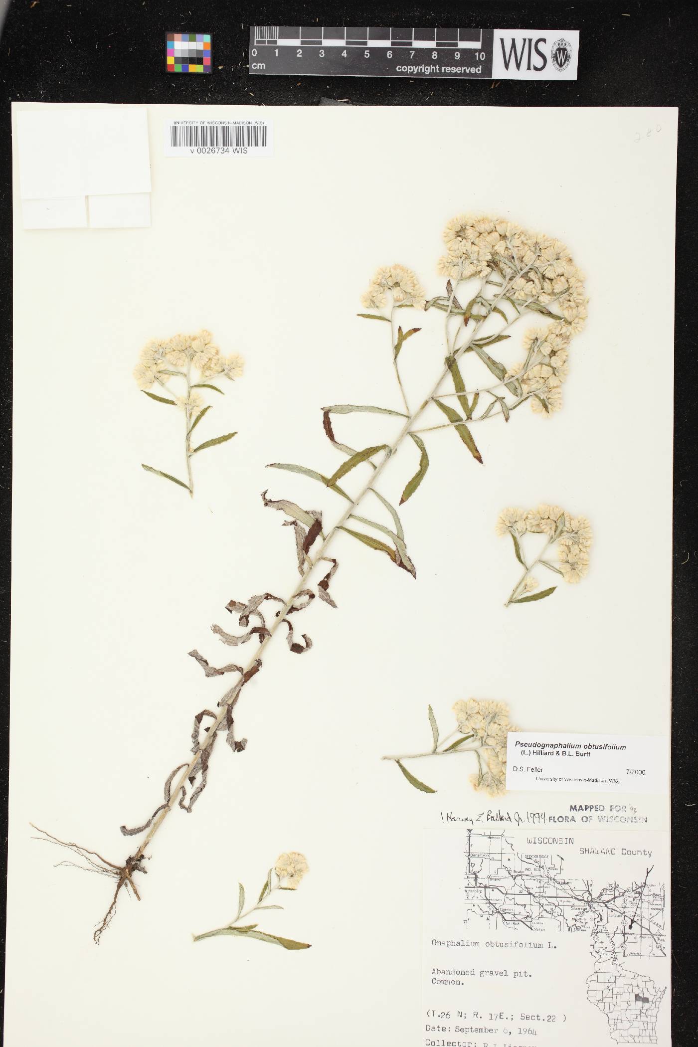 Pseudognaphalium obtusifolium image