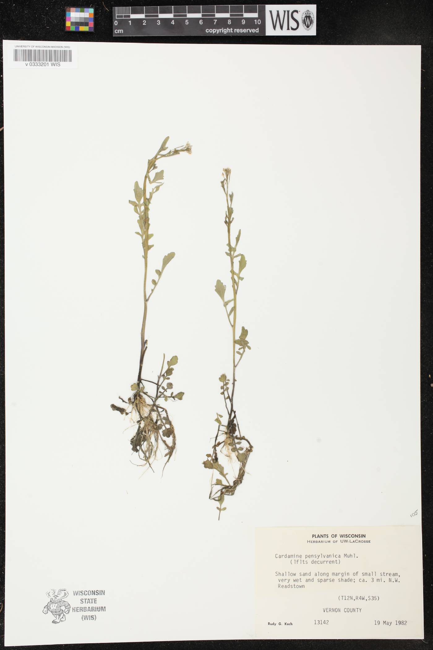 Cardamine pensylvanica image