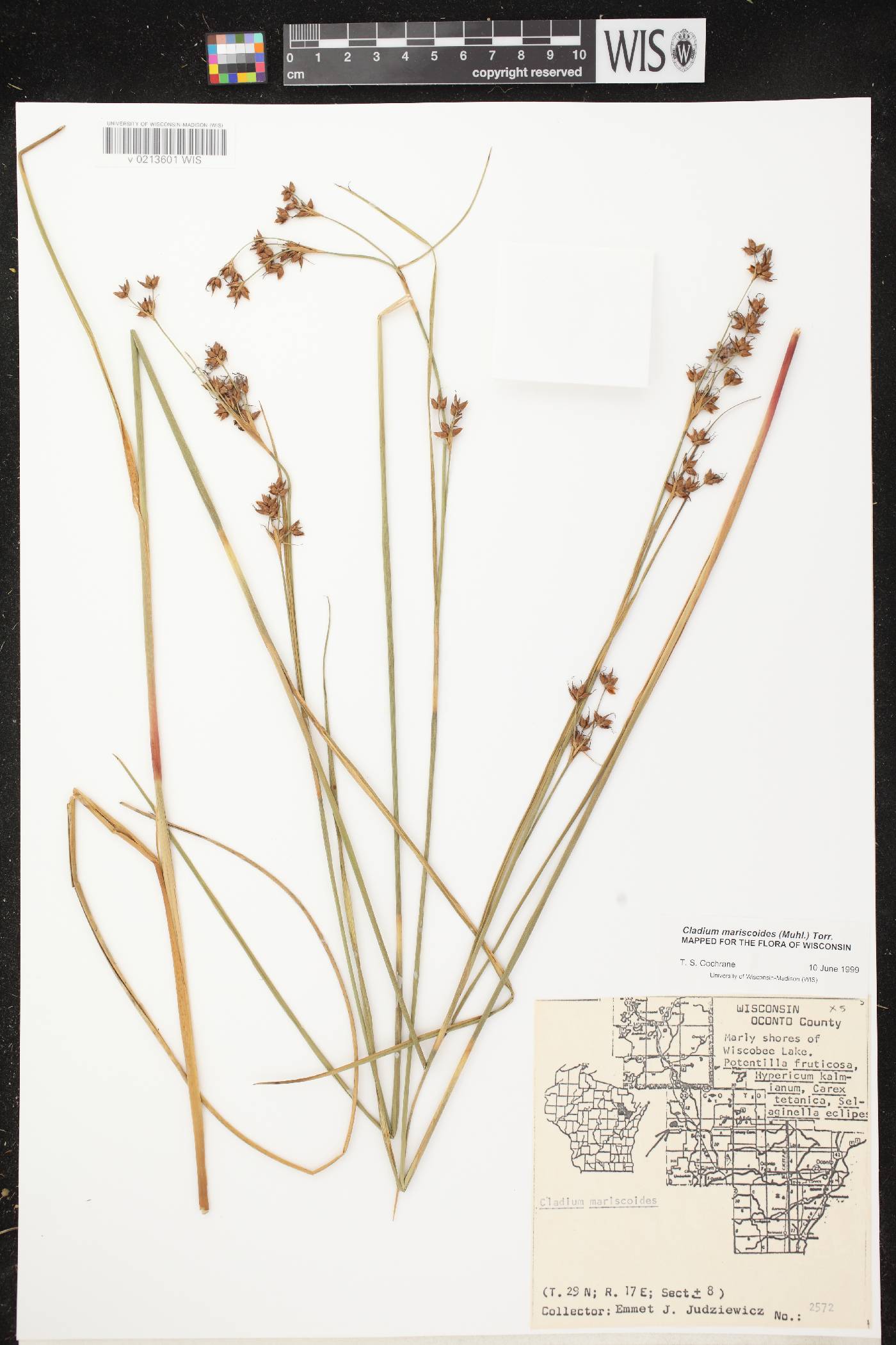 Cladium mariscoides image