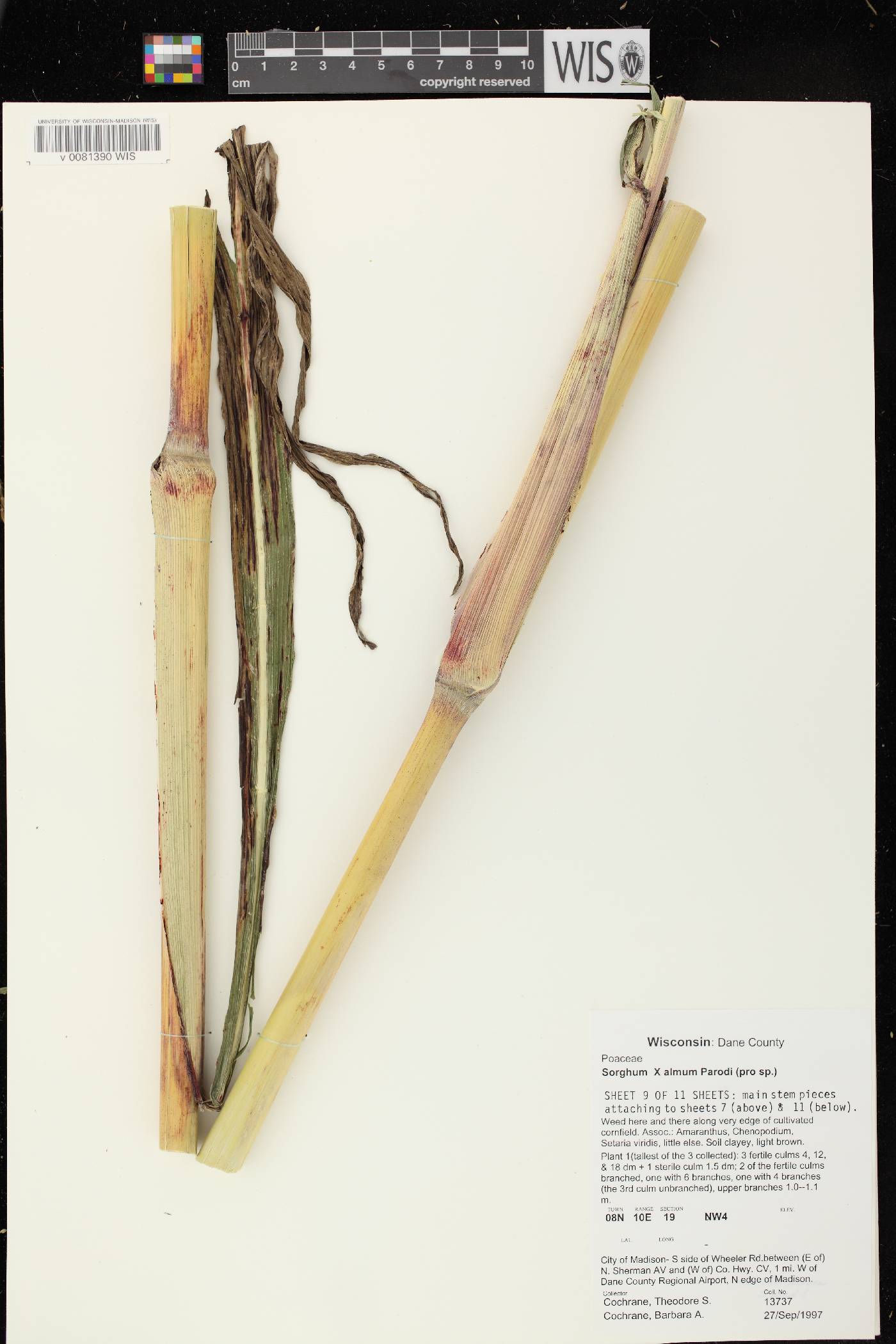 Sorghum X almum image