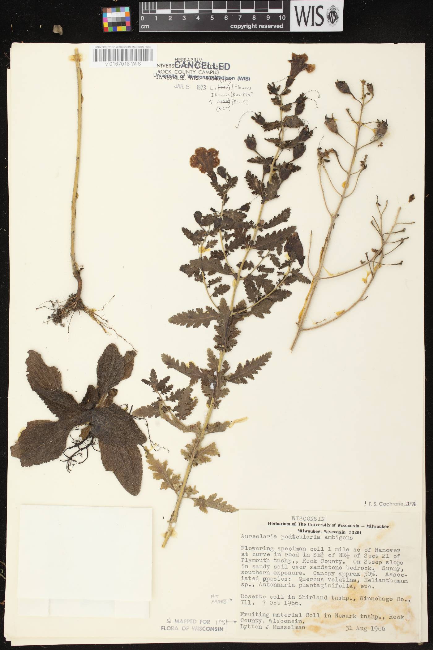 Aureolaria pedicularia image