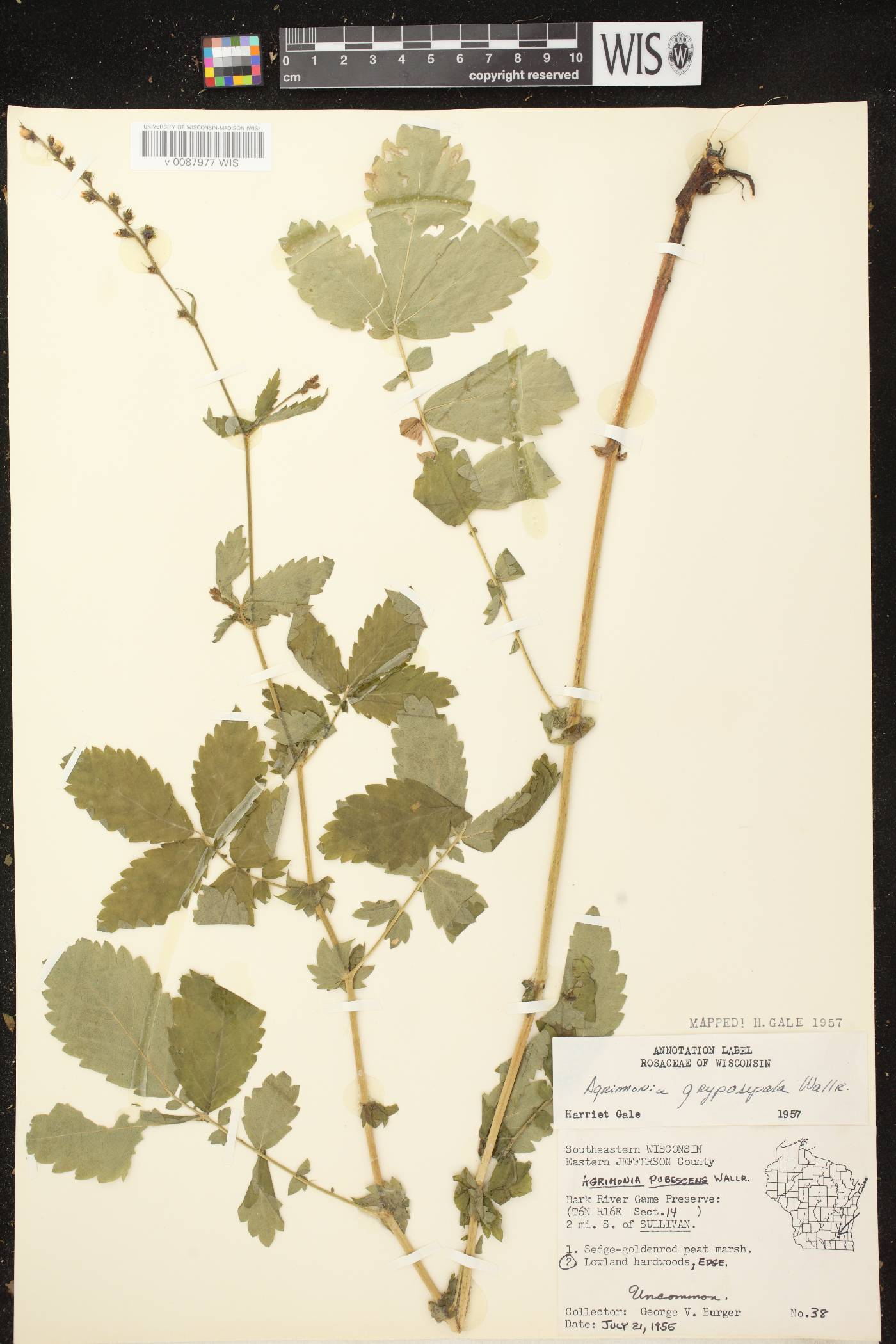 Agrimonia gryposepala image