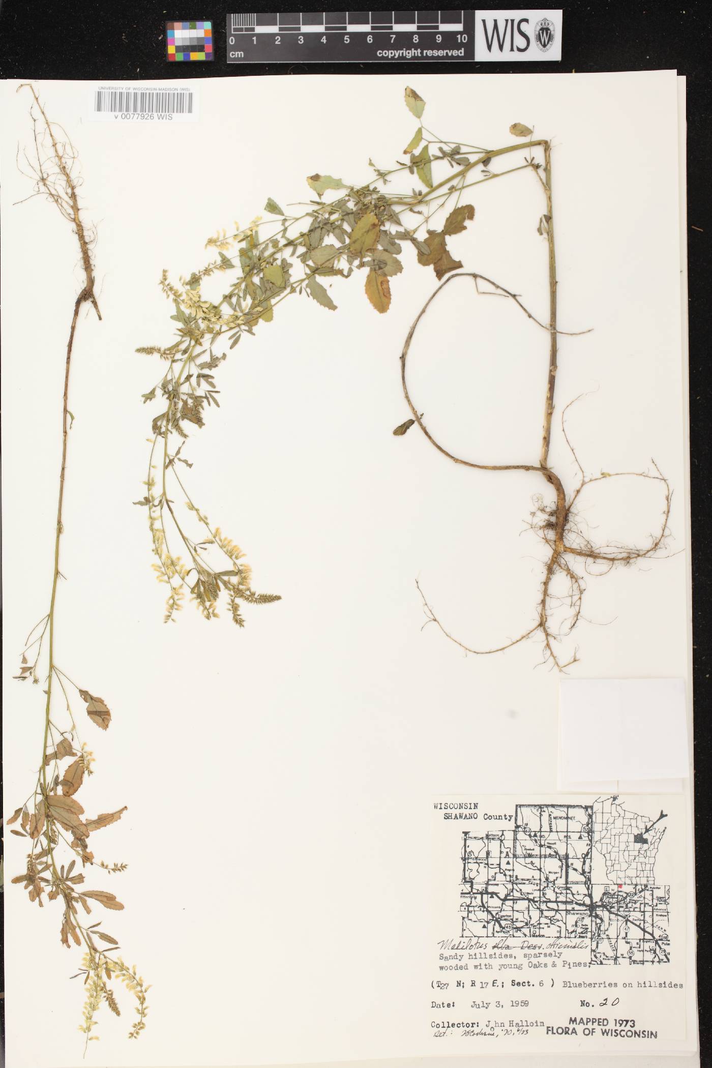 Melilotus officinalis image