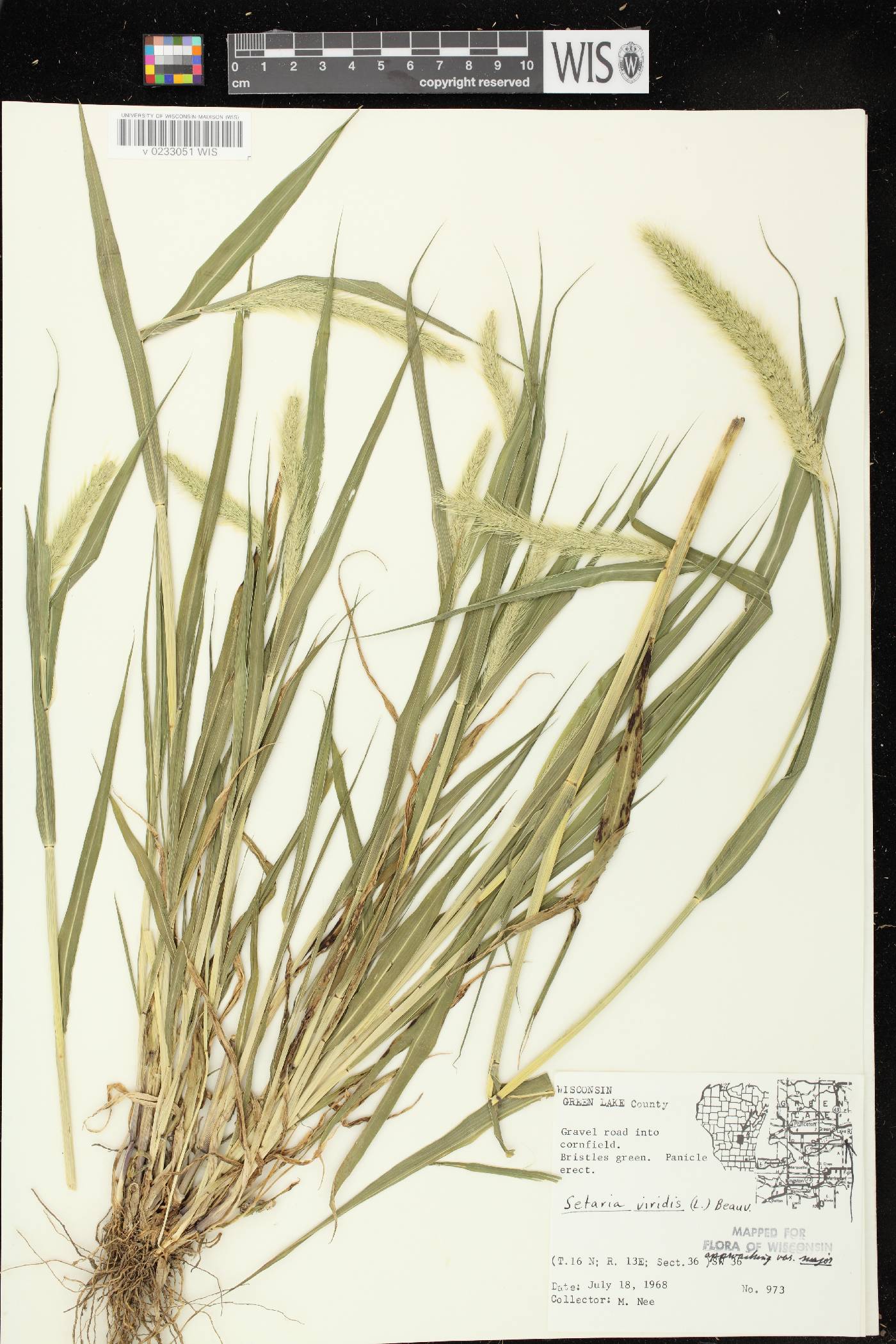 Setaria viridis var. major image