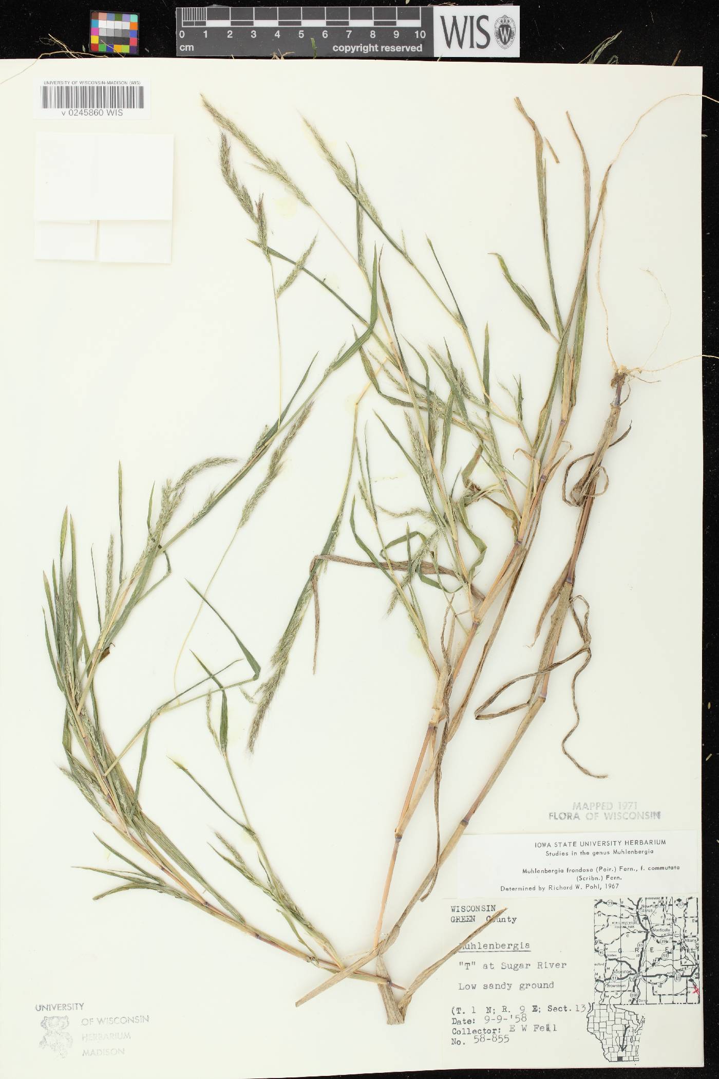 Muhlenbergia frondosa image