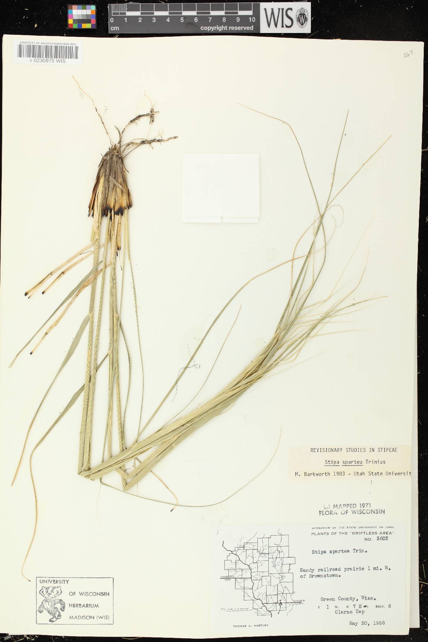 Hesperostipa spartea image