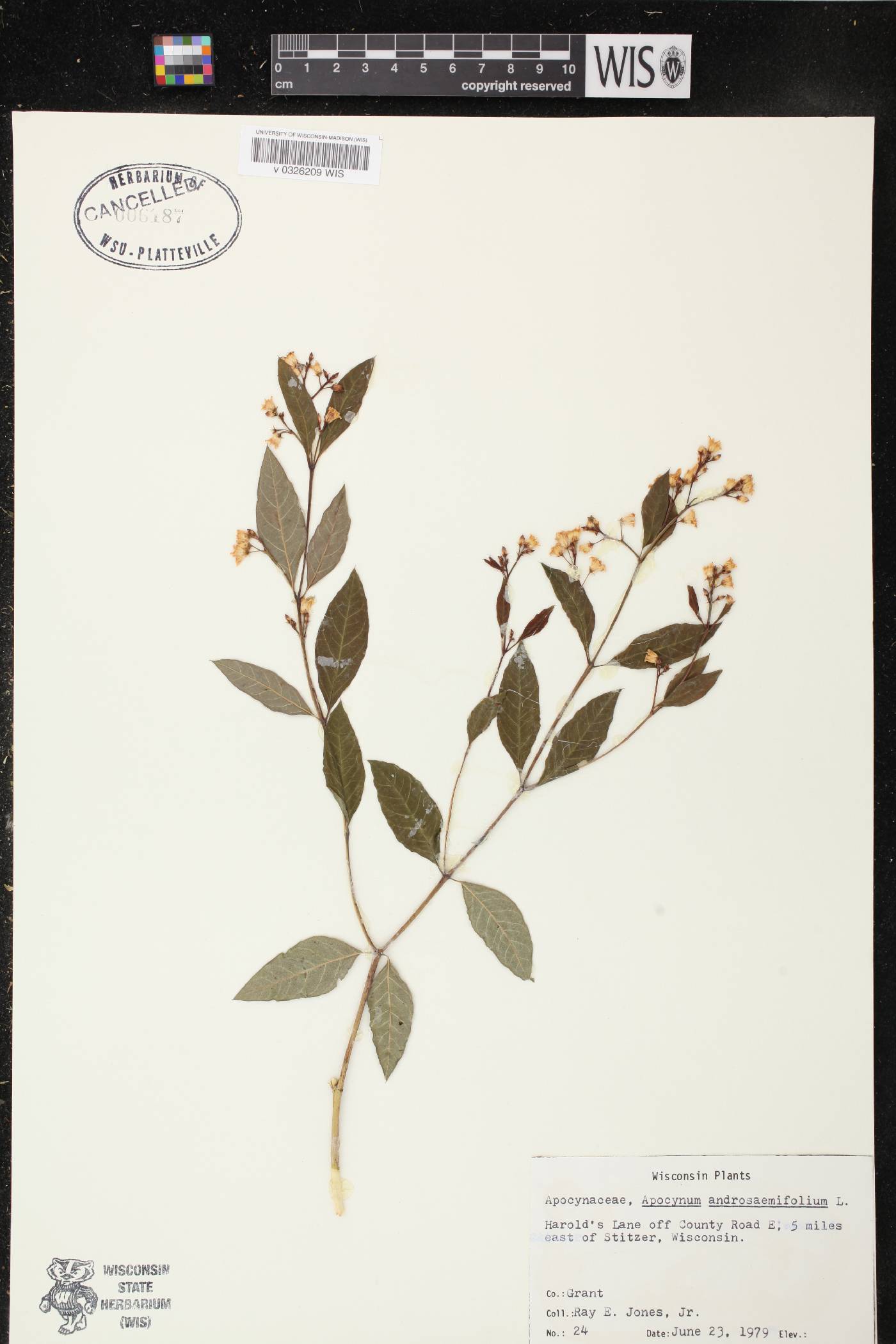 Apocynum androsaemifolium image