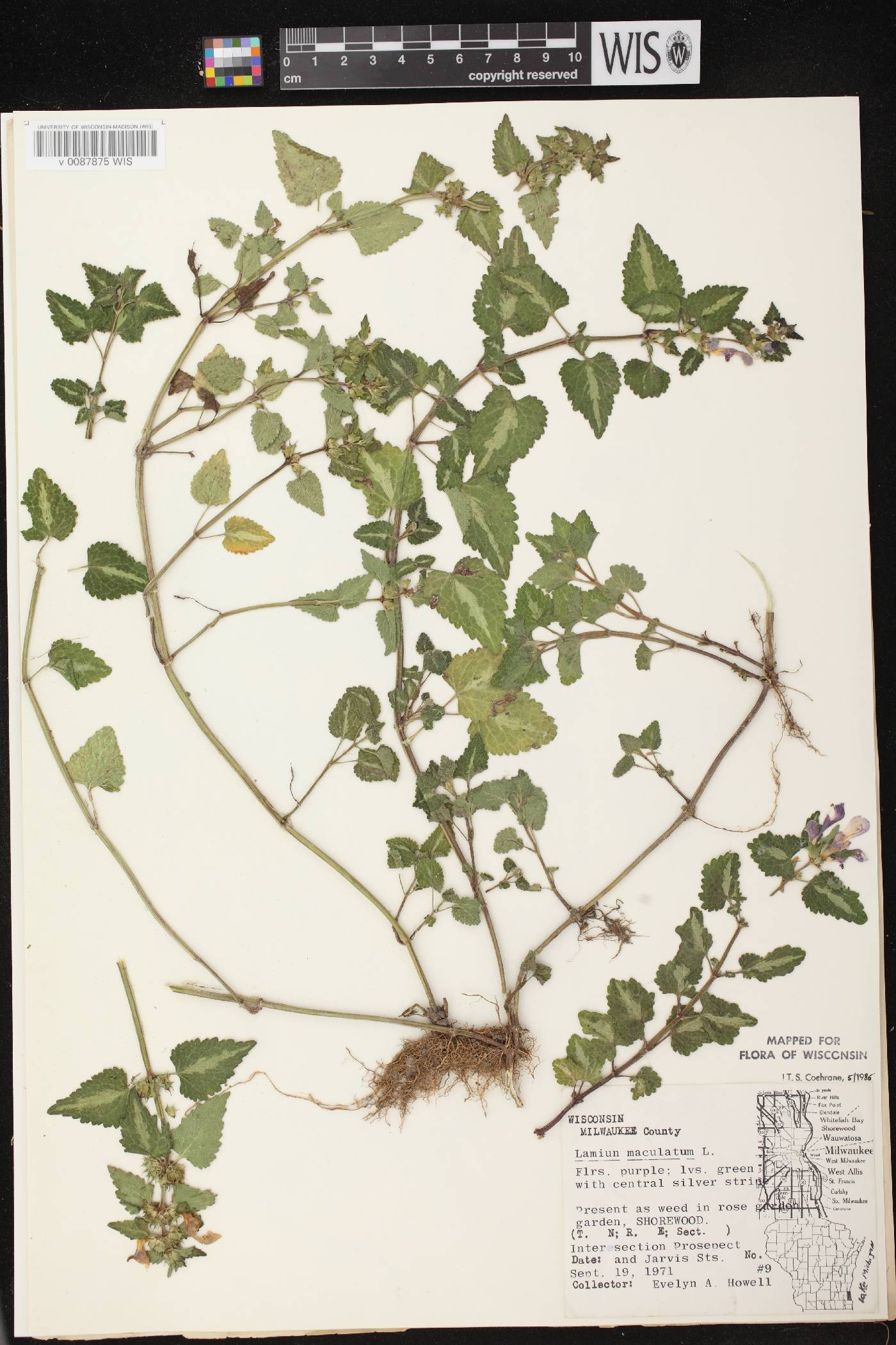 Lamium maculatum image