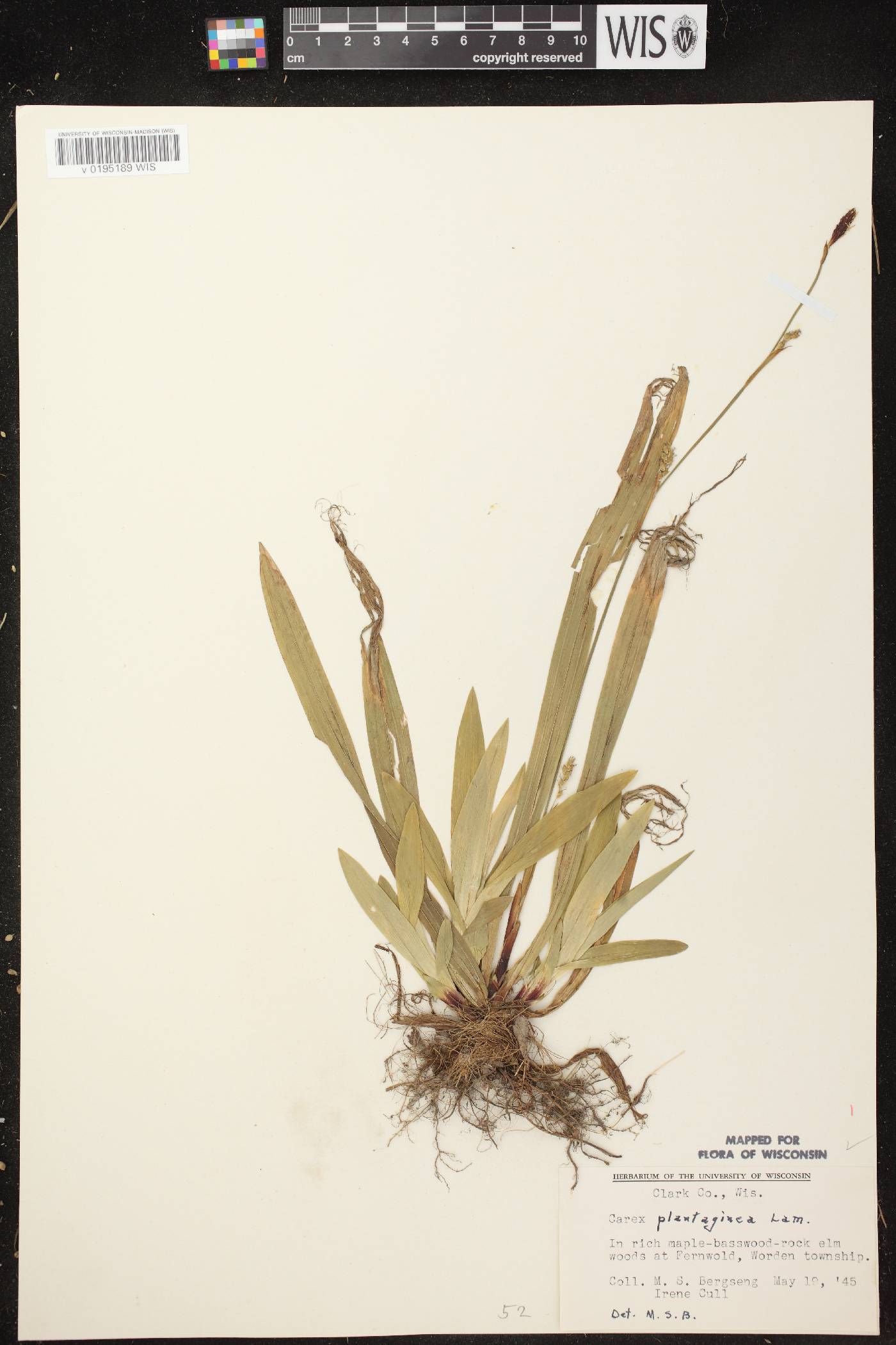 Carex plantaginea image