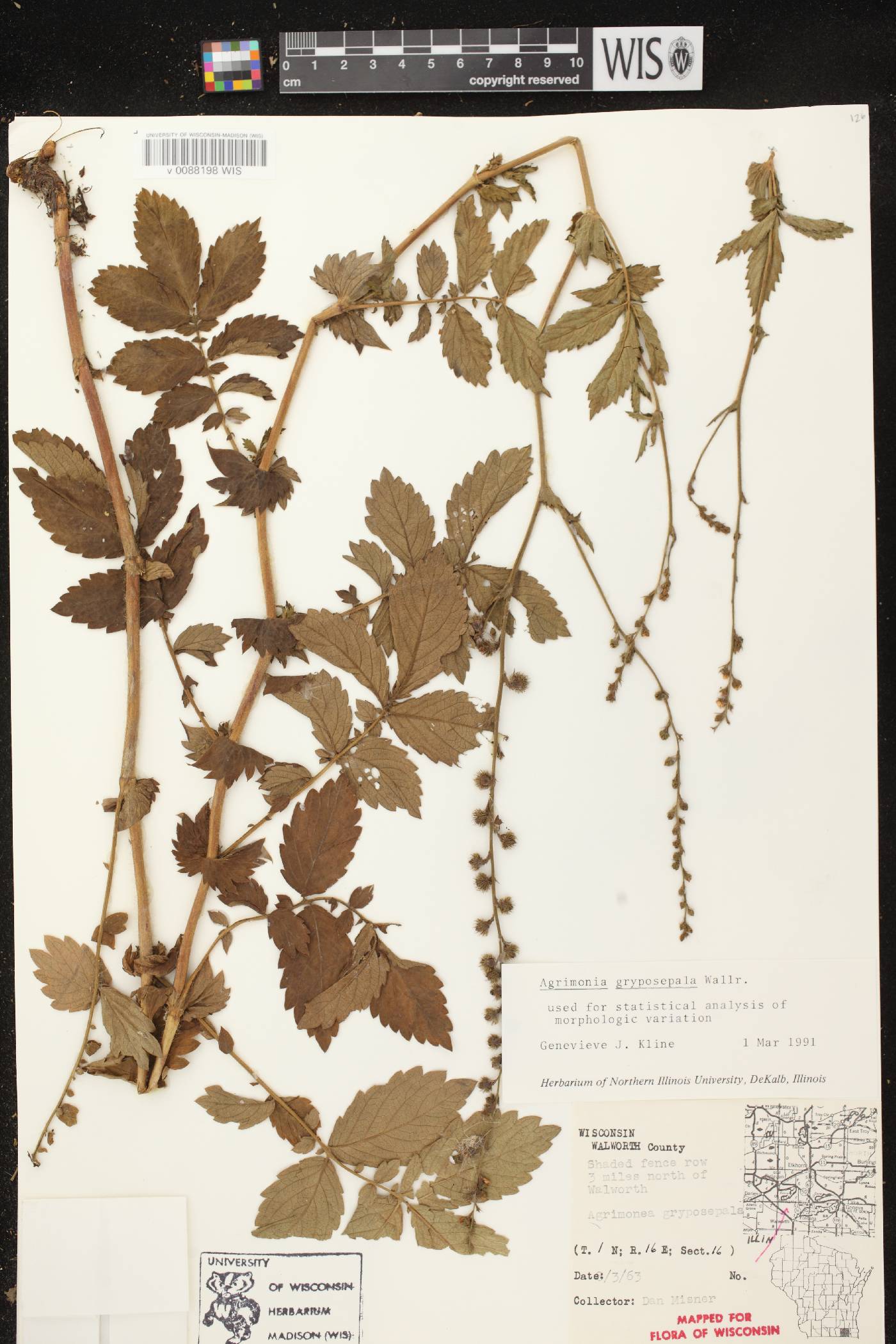 Agrimonia gryposepala image
