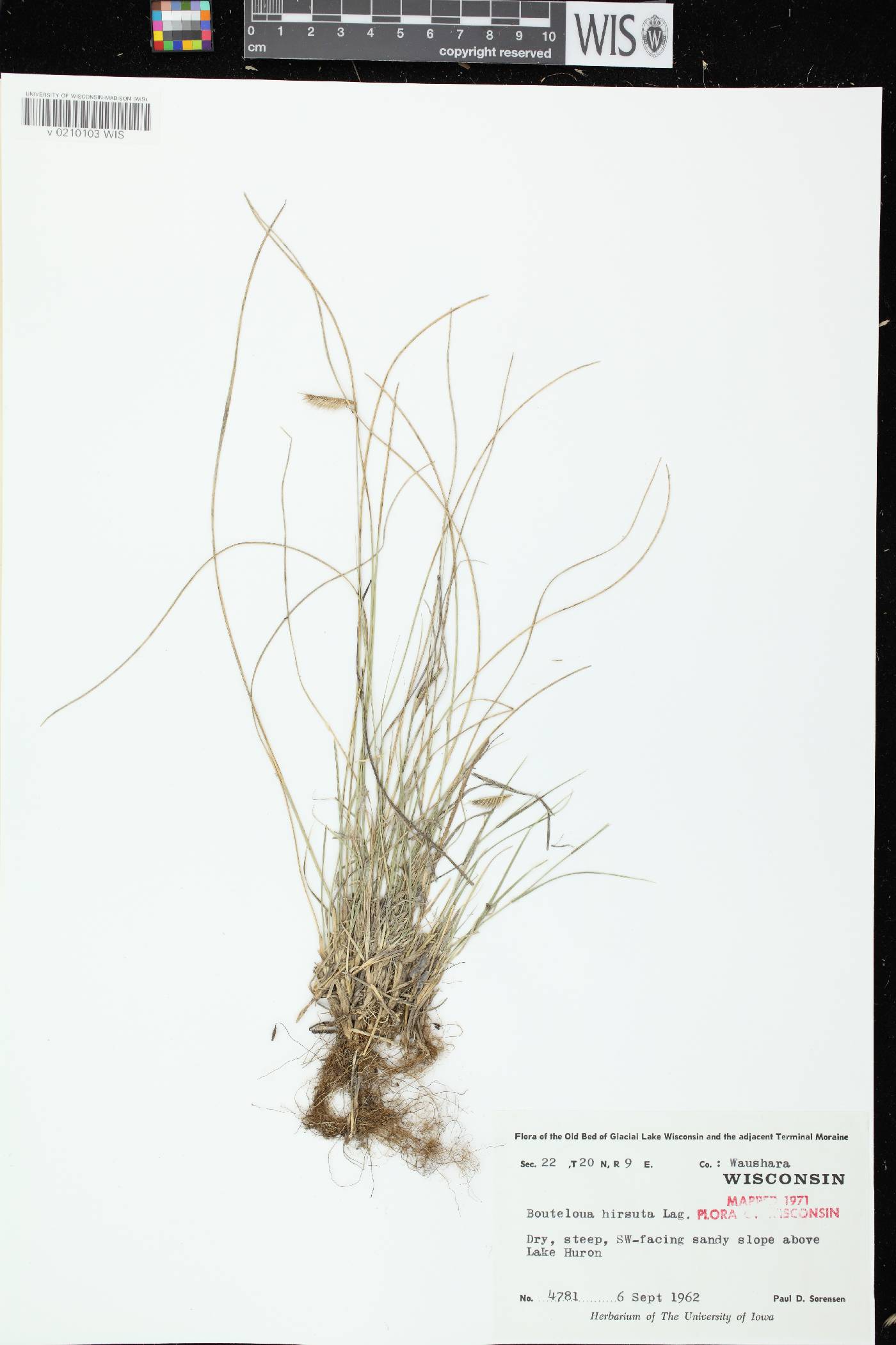 Bouteloua hirsuta subsp. hirsuta image