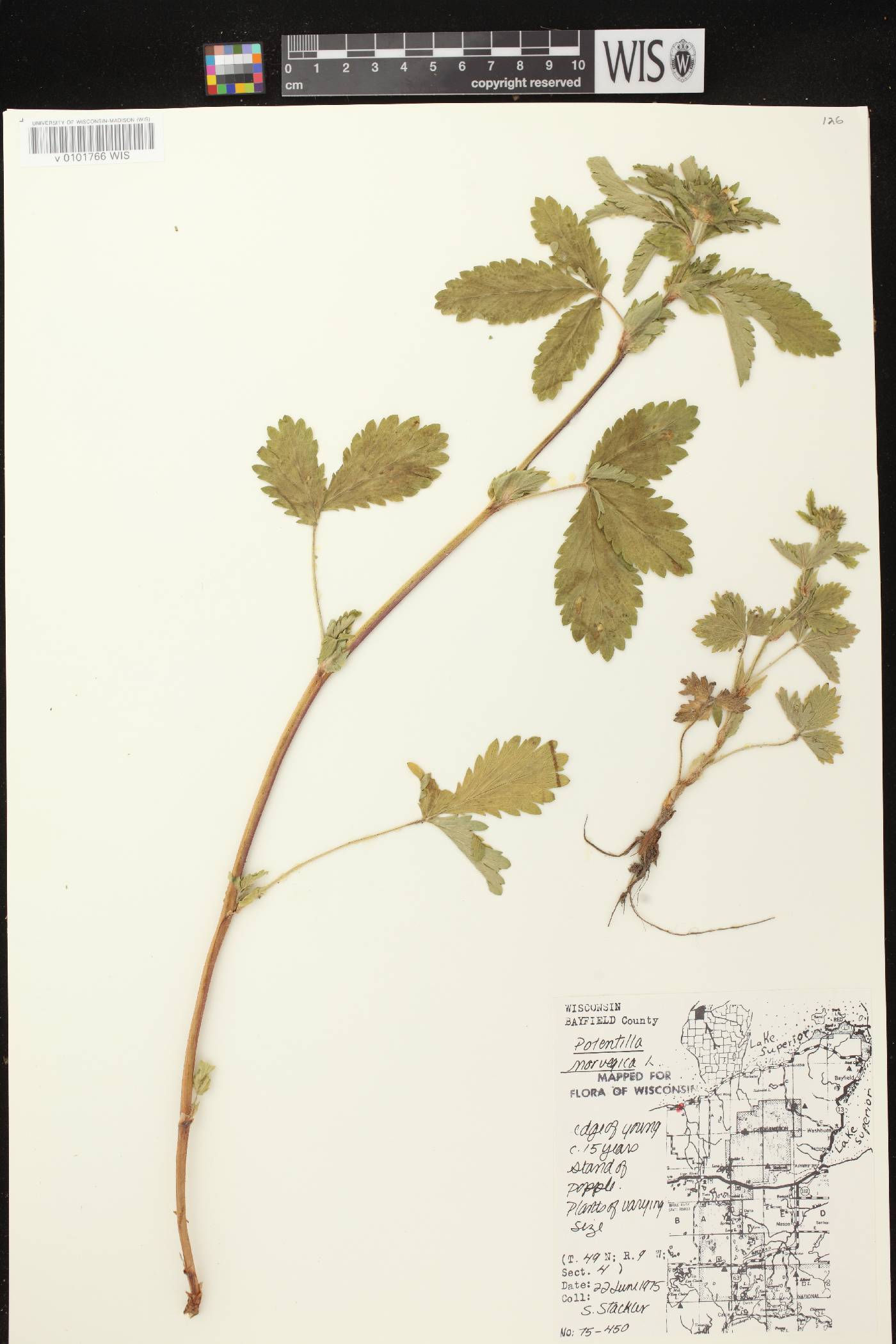 Potentilla norvegica image