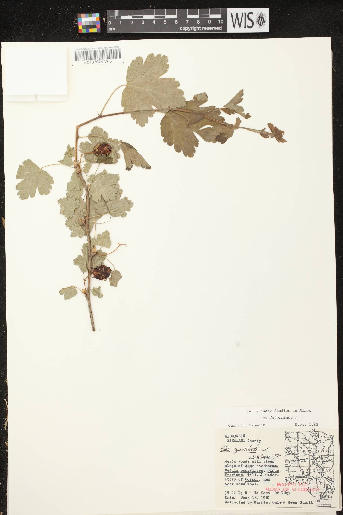 Ribes cynosbati image