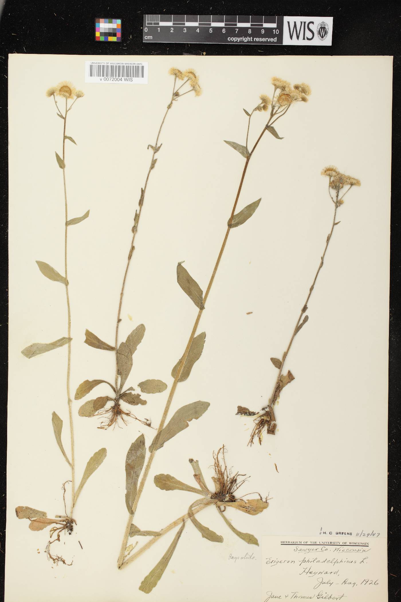 Erigeron philadelphicus var. philadelphicus image
