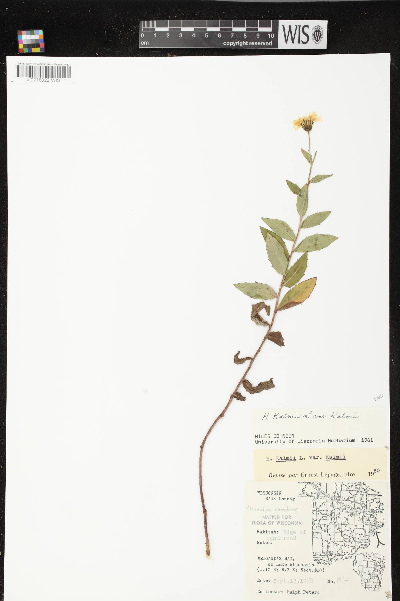 Hieracium umbellatum image