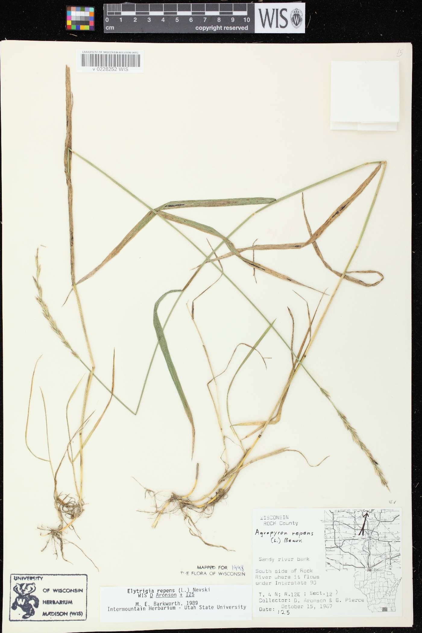 Elymus repens image