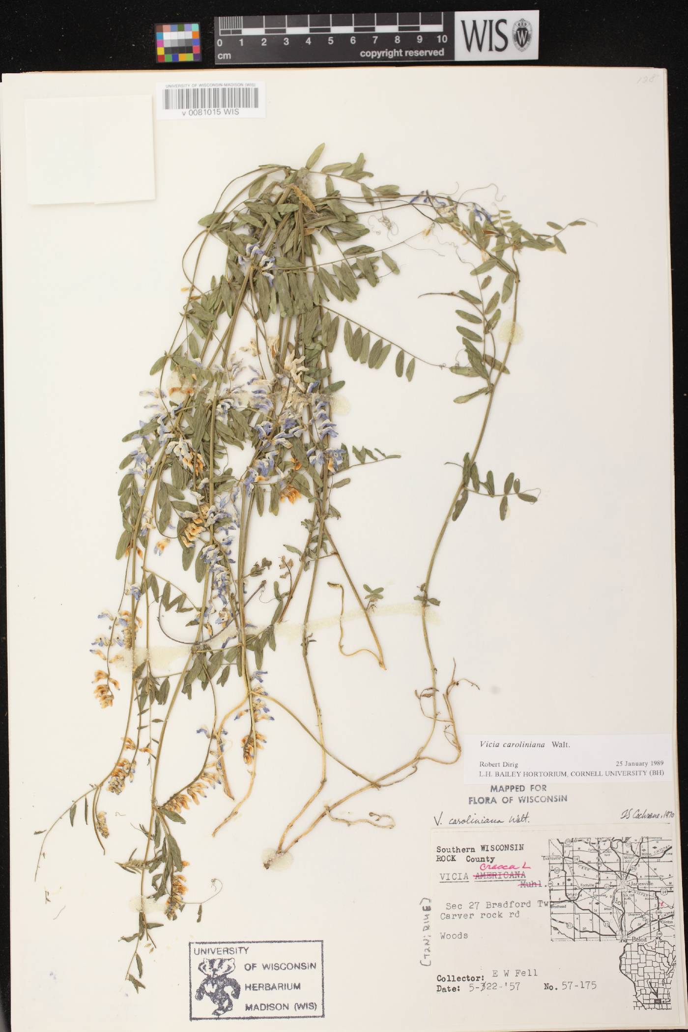 Vicia caroliniana image