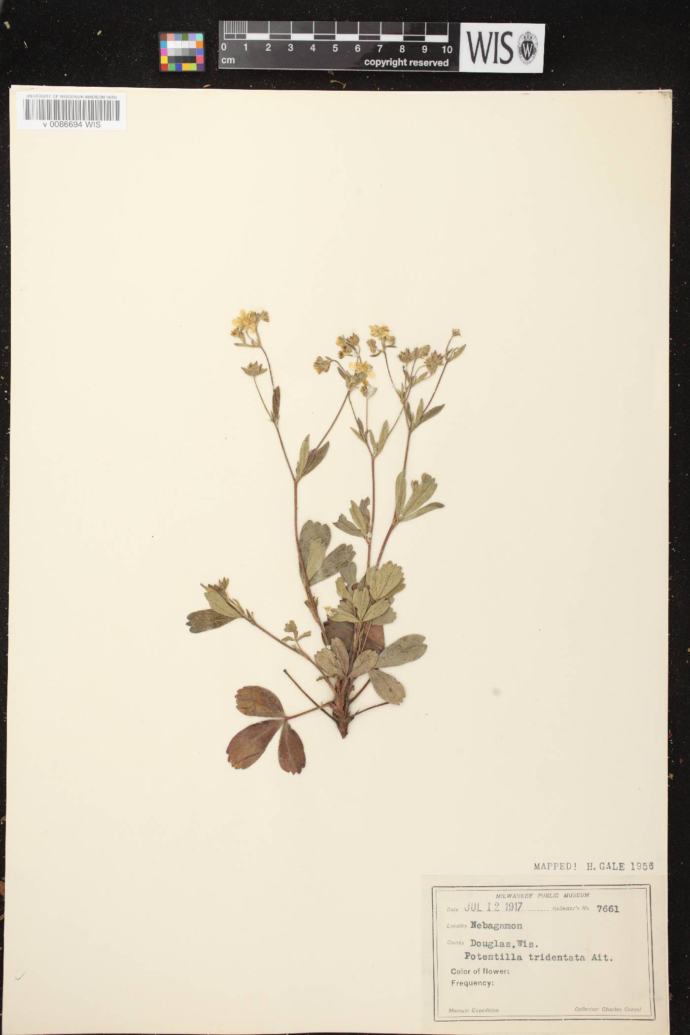Sibbaldiopsis tridentata image