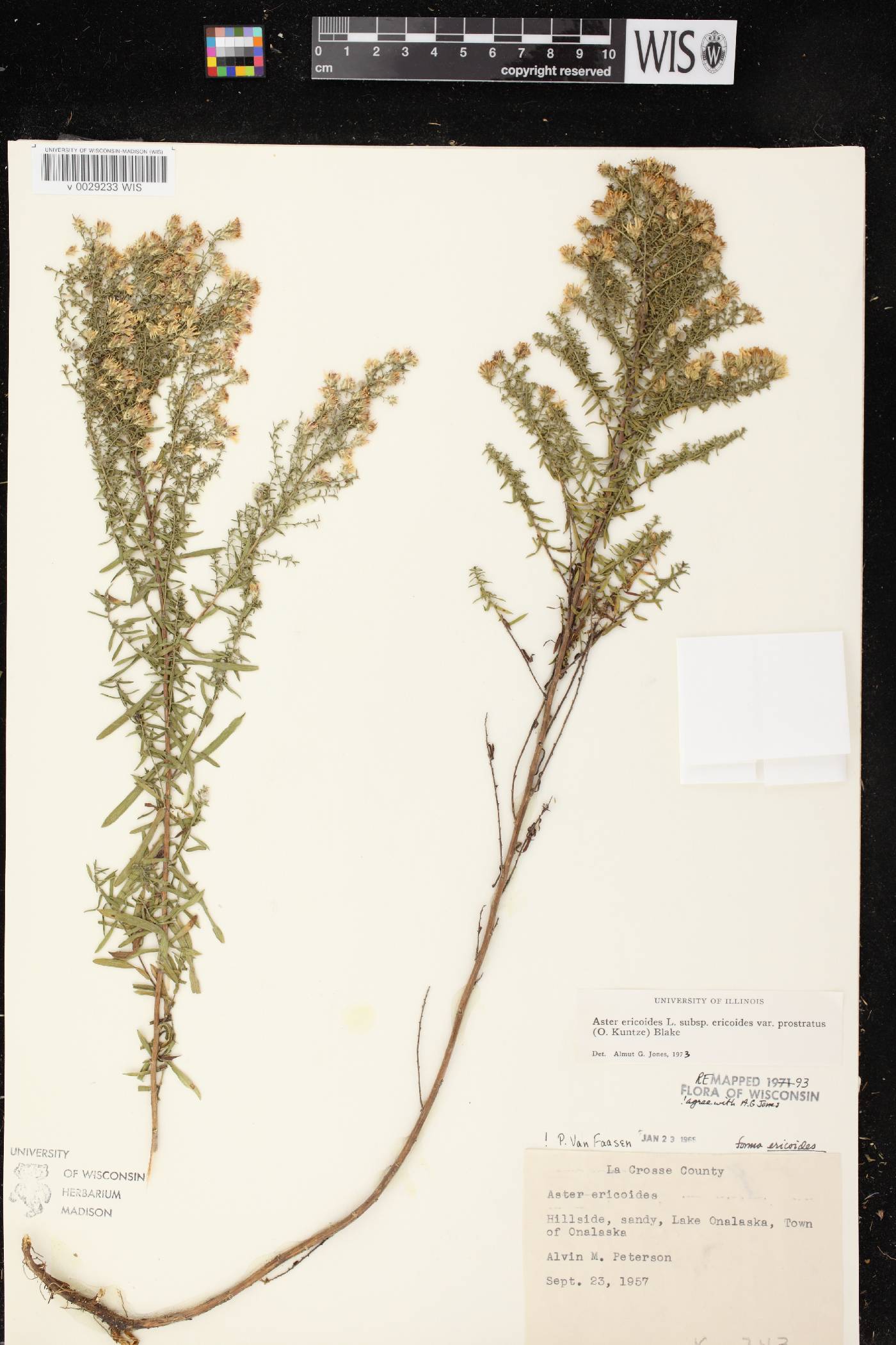 Symphyotrichum ericoides image